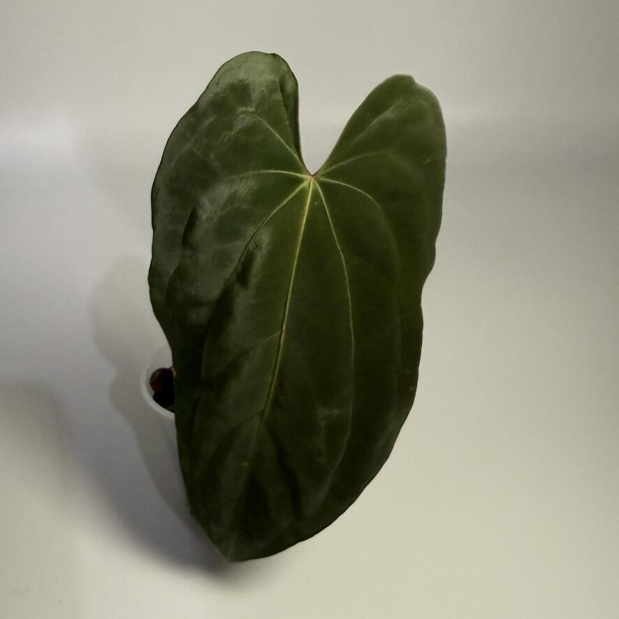 A.Papillamiuum FortSherman Self斑入り Anthurium papillilaminum Fort Sherman x self