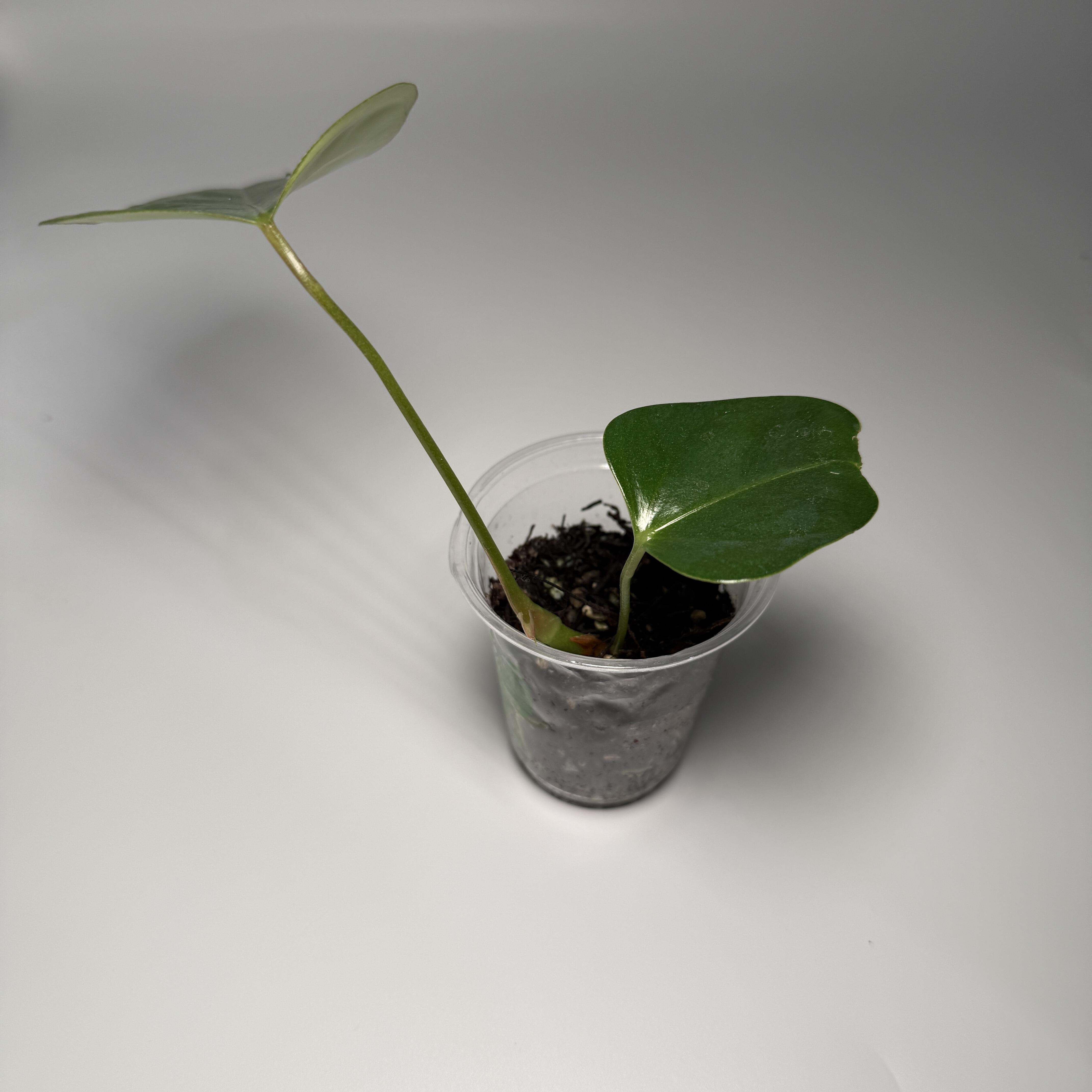 Anthurium subsignatum