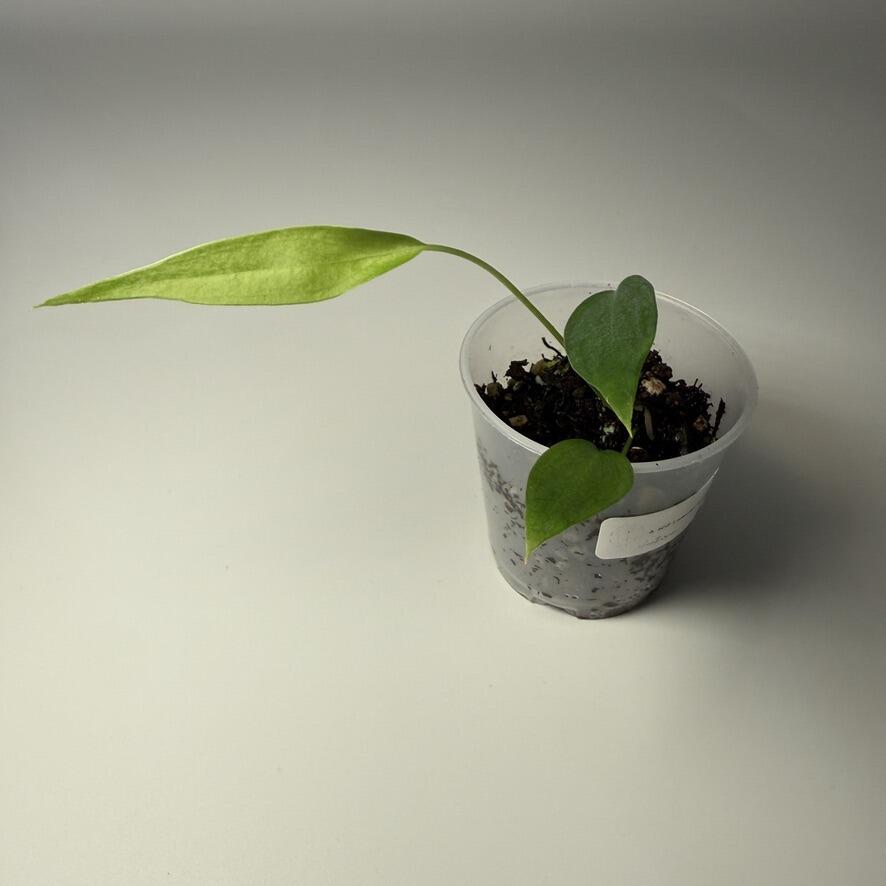 Anthurium subsignatum