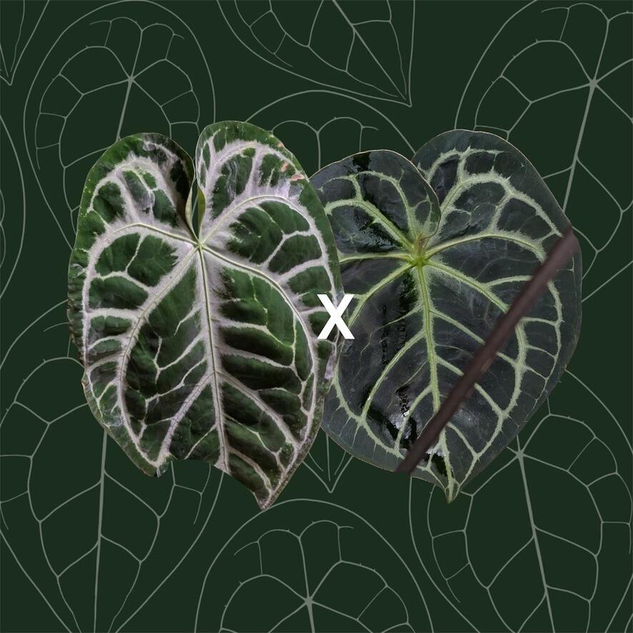 Anthurium King of Clarinervium