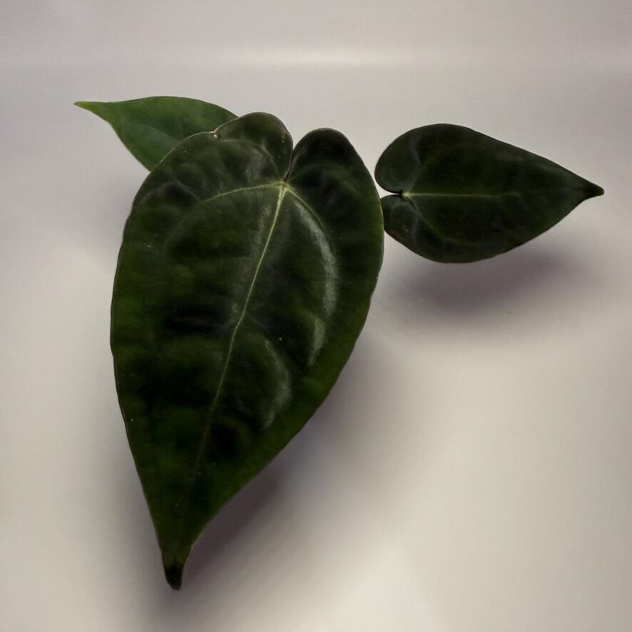 afrikanischer blauregen samen Seedeo® Afrikanischer Blauregen (Bolusanthus speciosus) Bonsai 20 Same