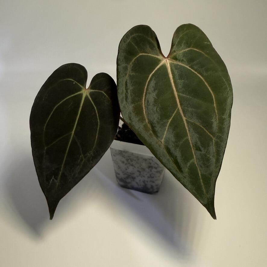 _Anthurium papillilaminum x Red Vein Dark Phoenix (RVDP)