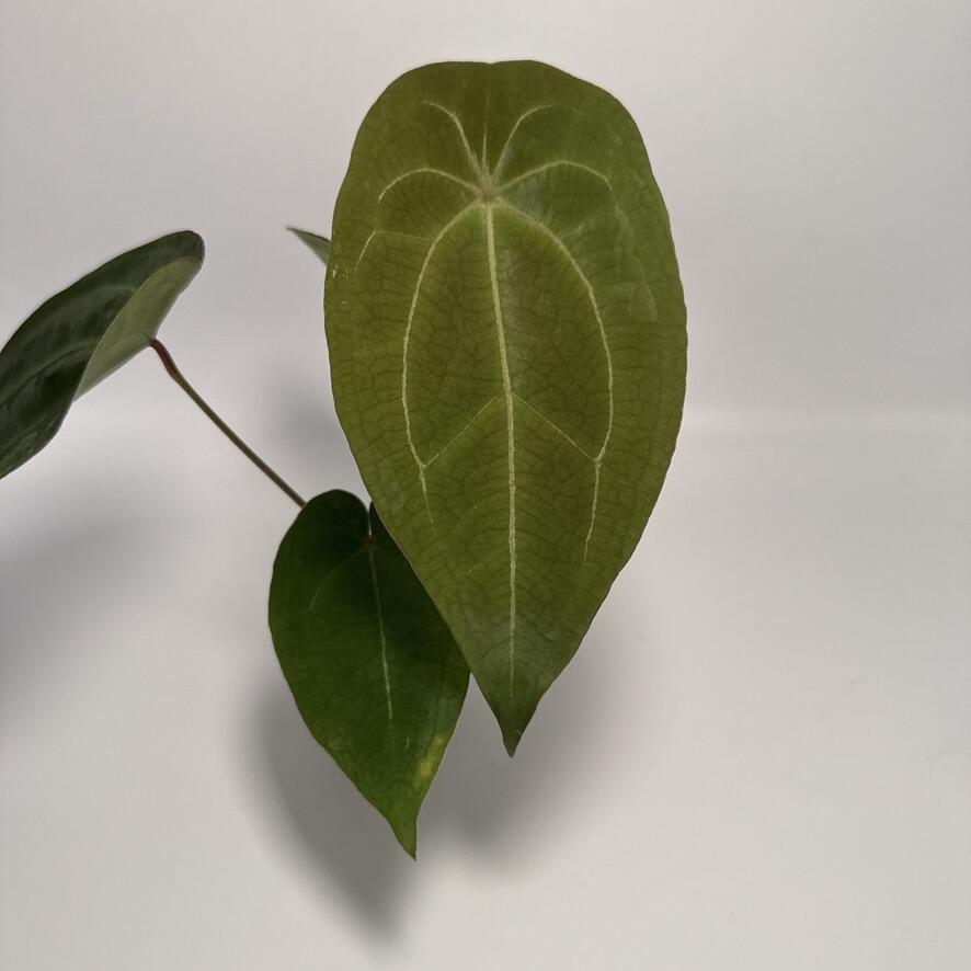 Anthurium (AOS x forgetii) x (forgetii x HU/KoS)