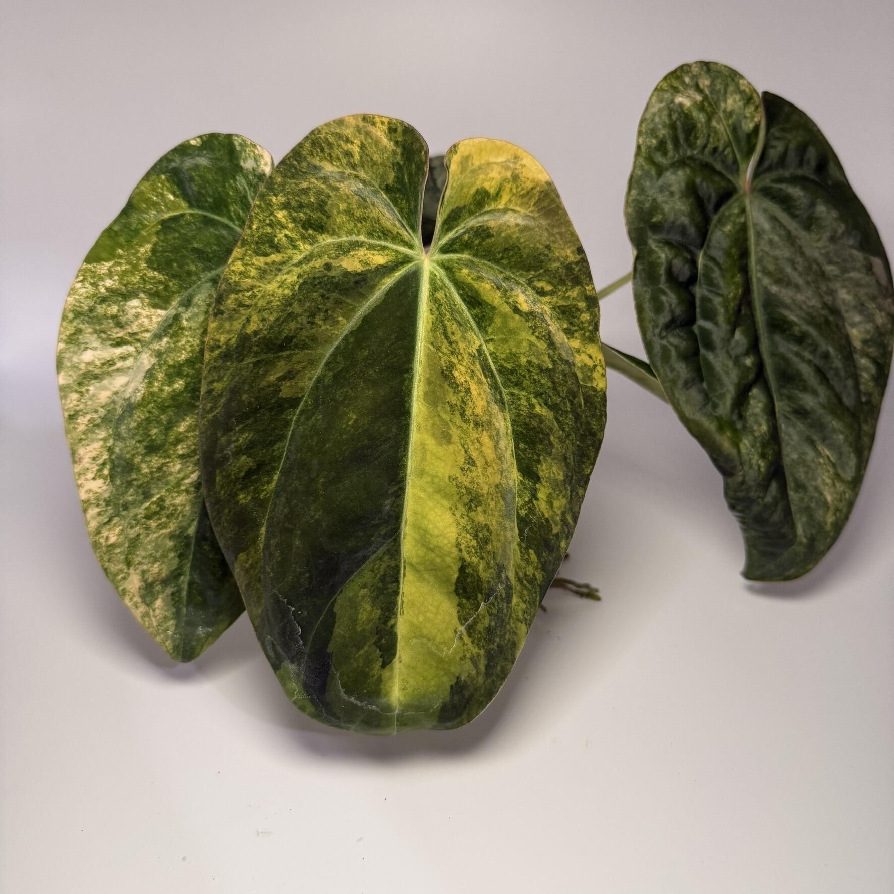 _Anthurium Enid's Bench x antolakii / BVEP RA8xRA9