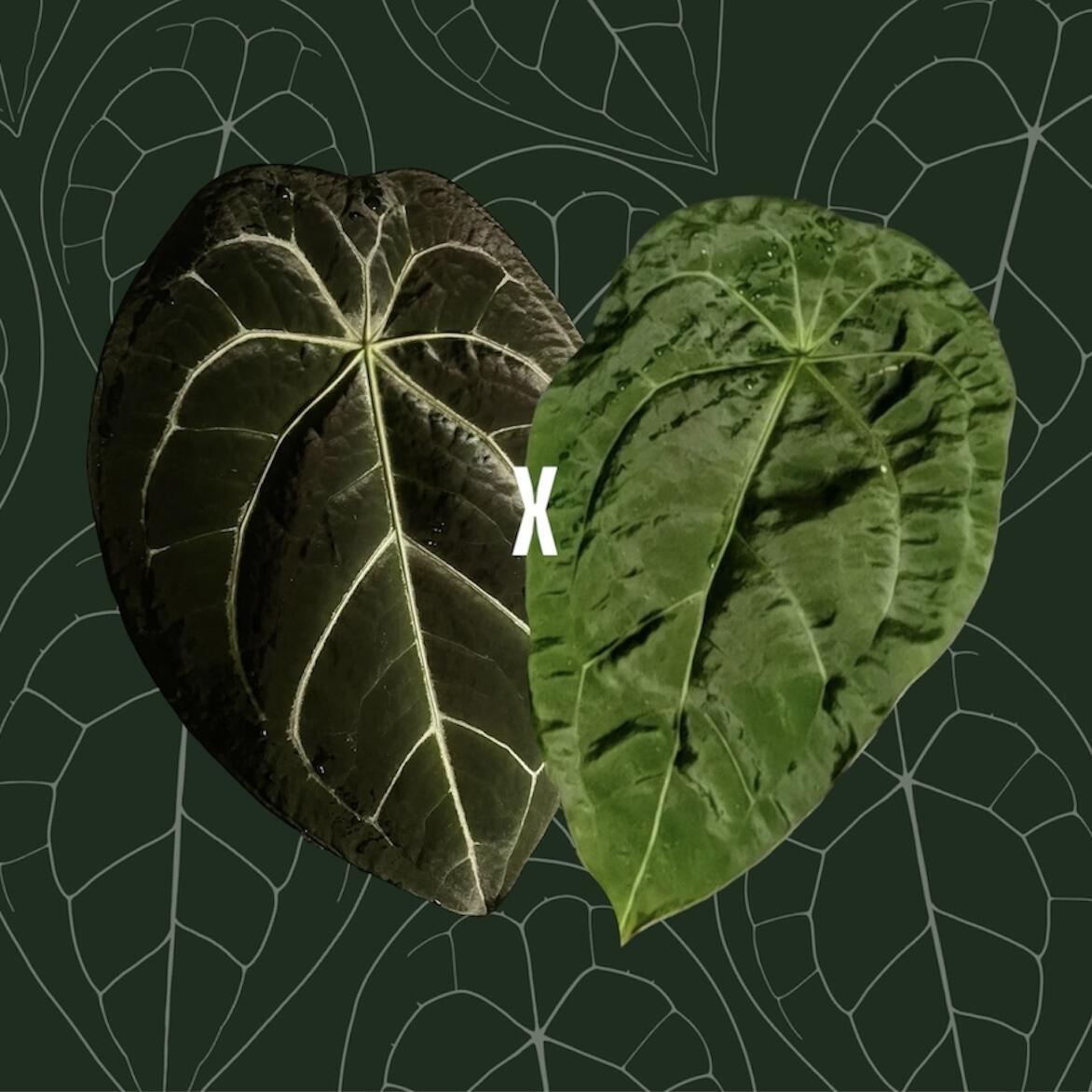 Parent plants