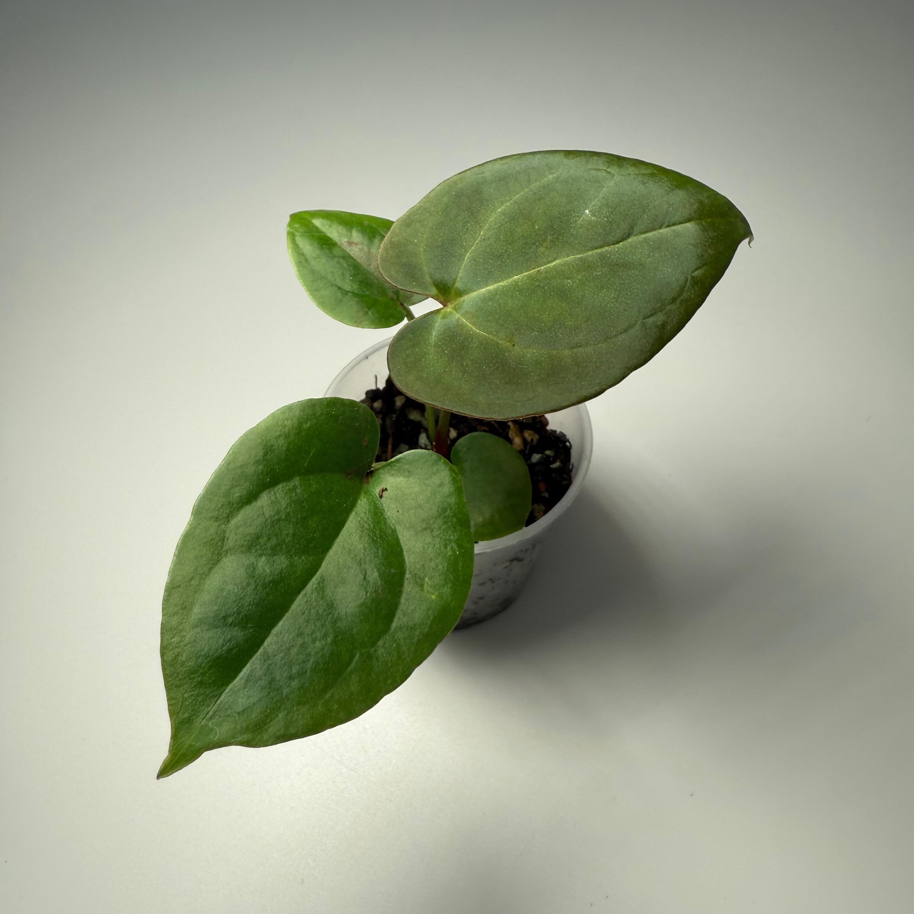 Plant A