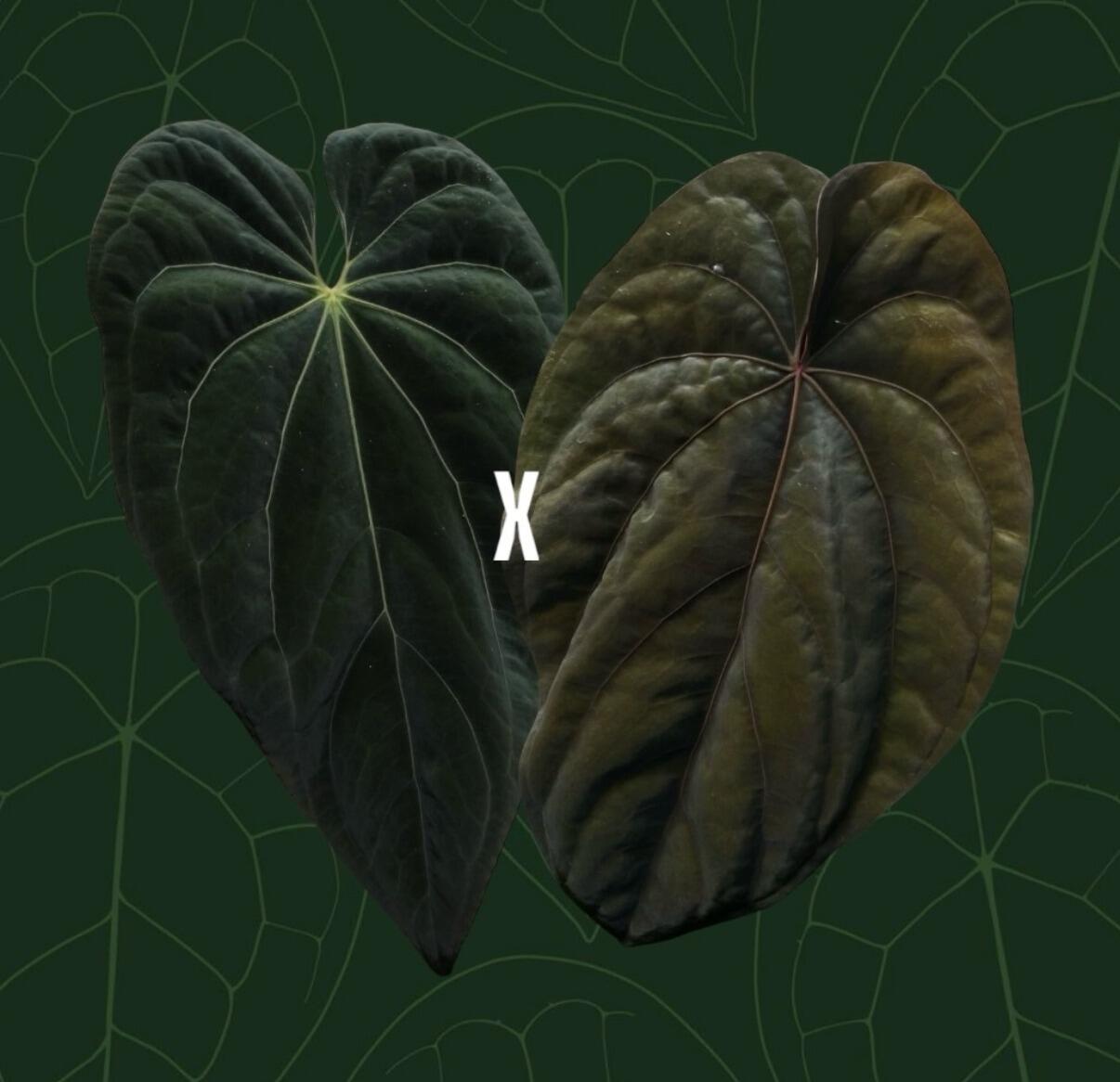 _Anthurium BVIT (Black Velvet Indo Type) x dressleri