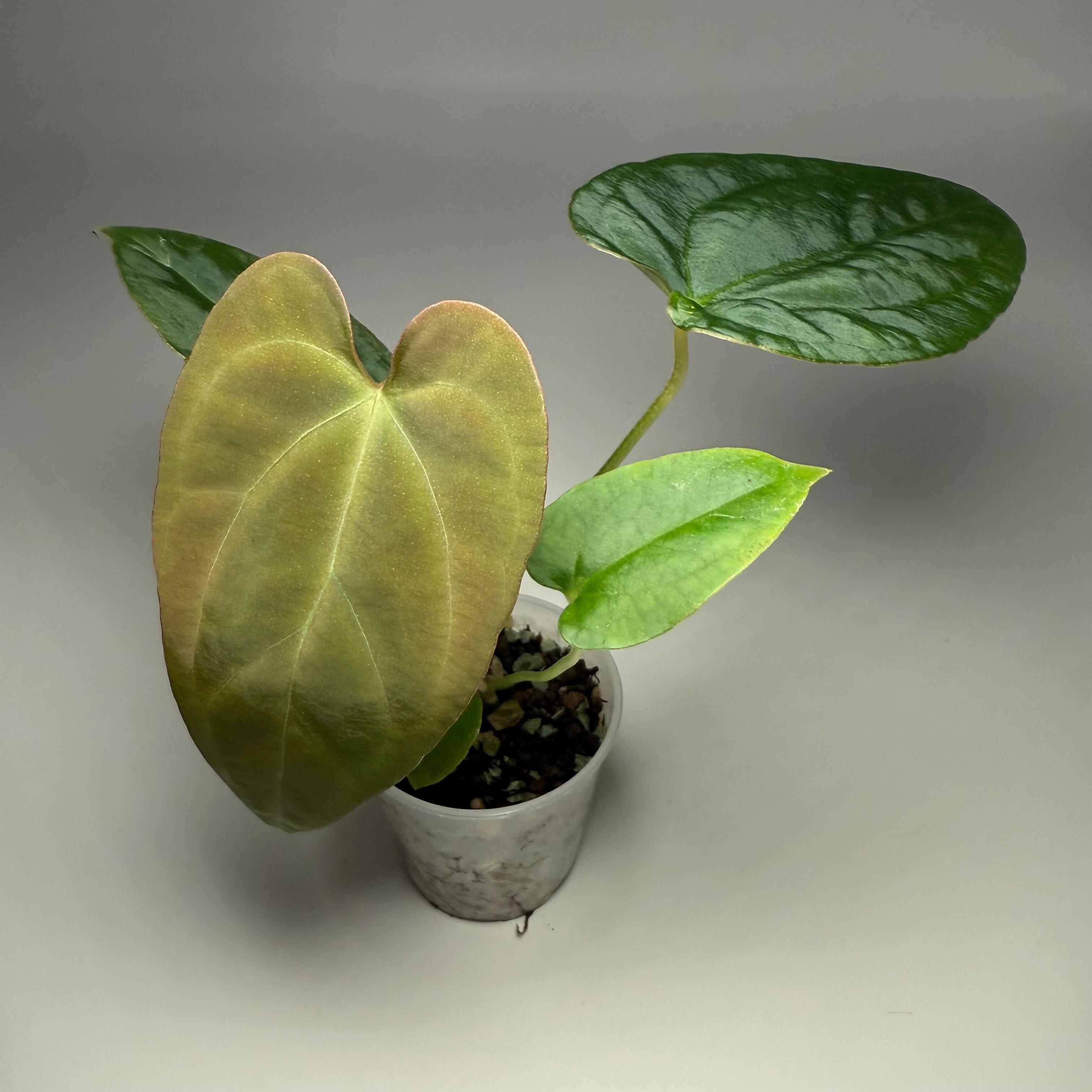 Plant D