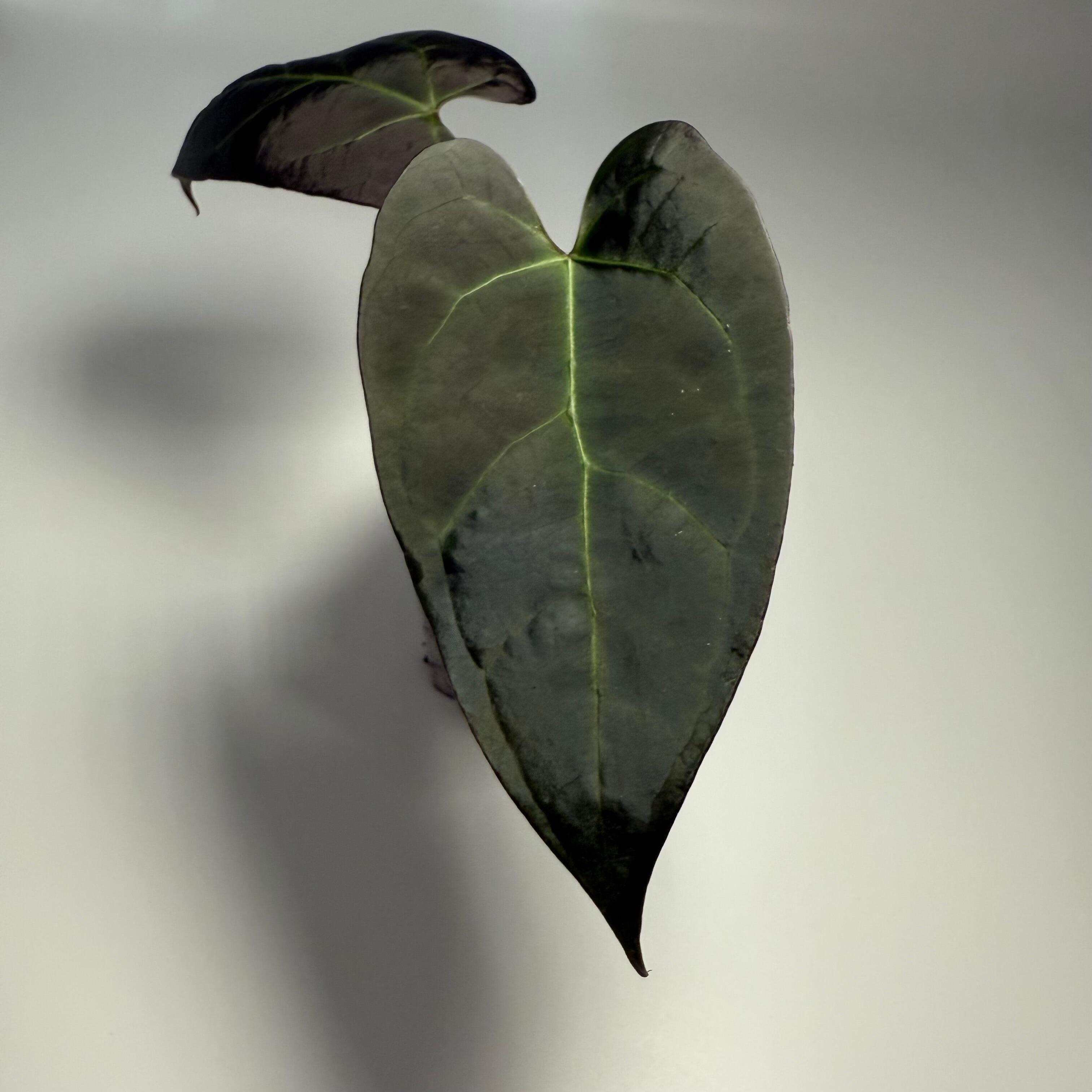 Plant for sale