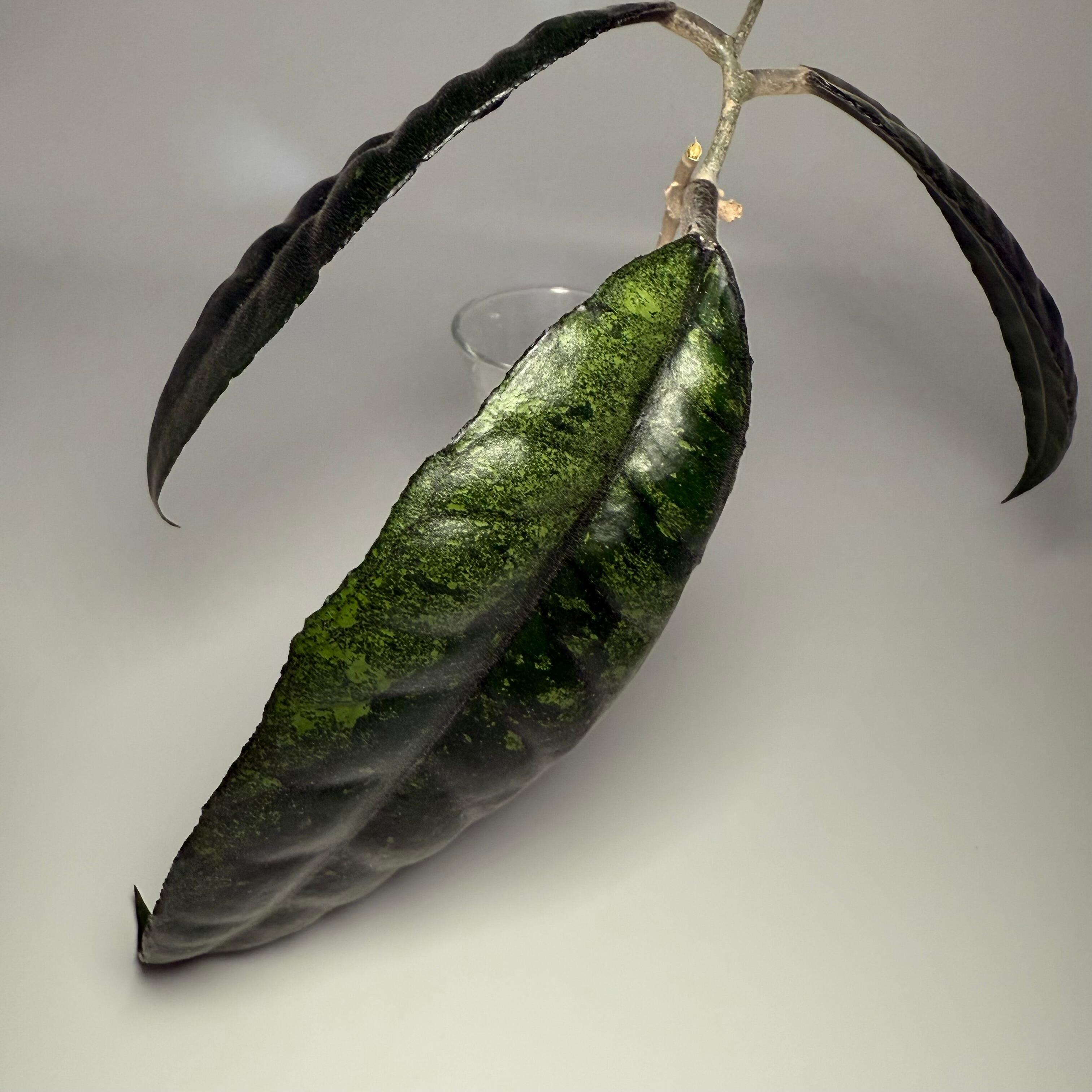 Prop for sale