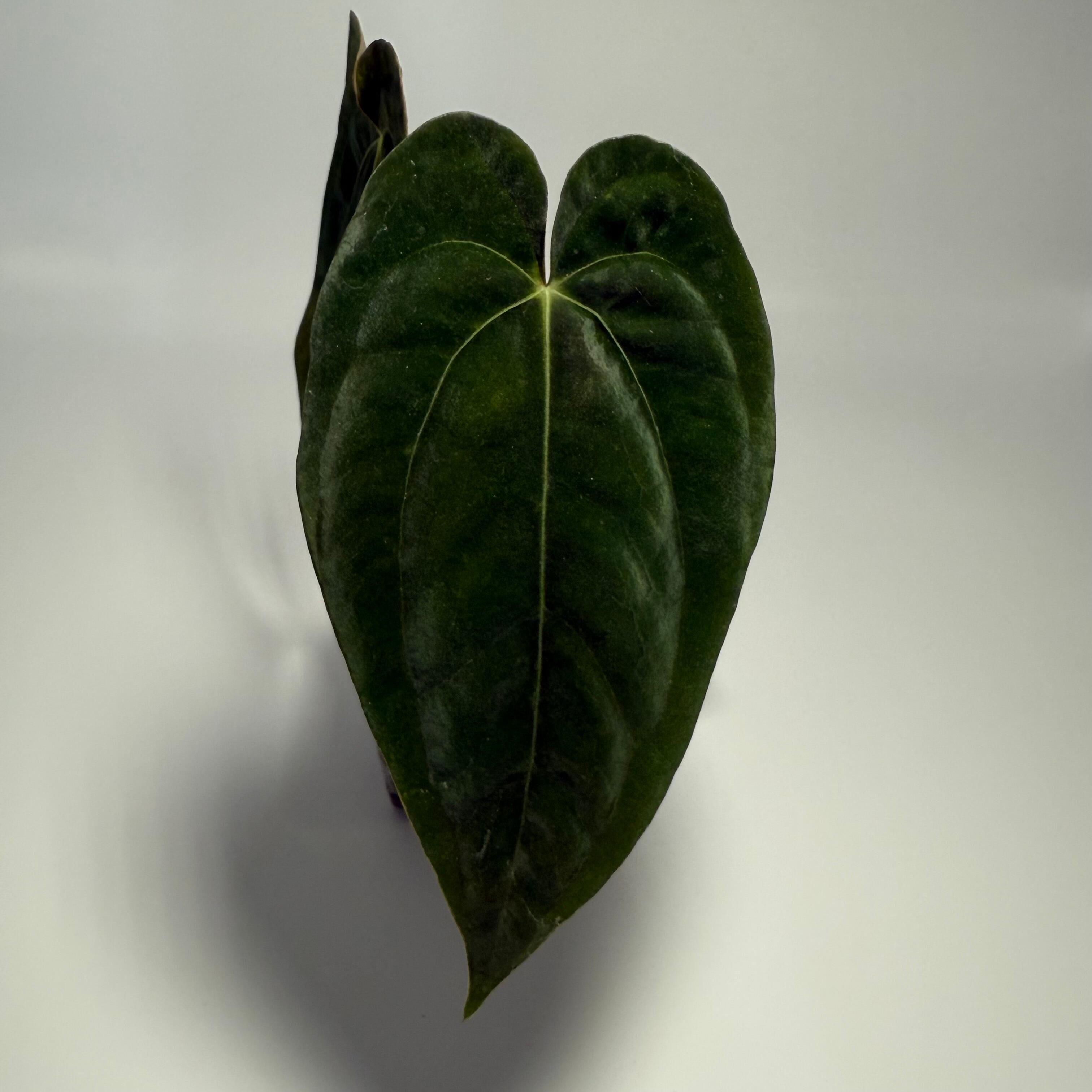 _Anthurium papillilaminum RA6 x (RA1 x RA5)