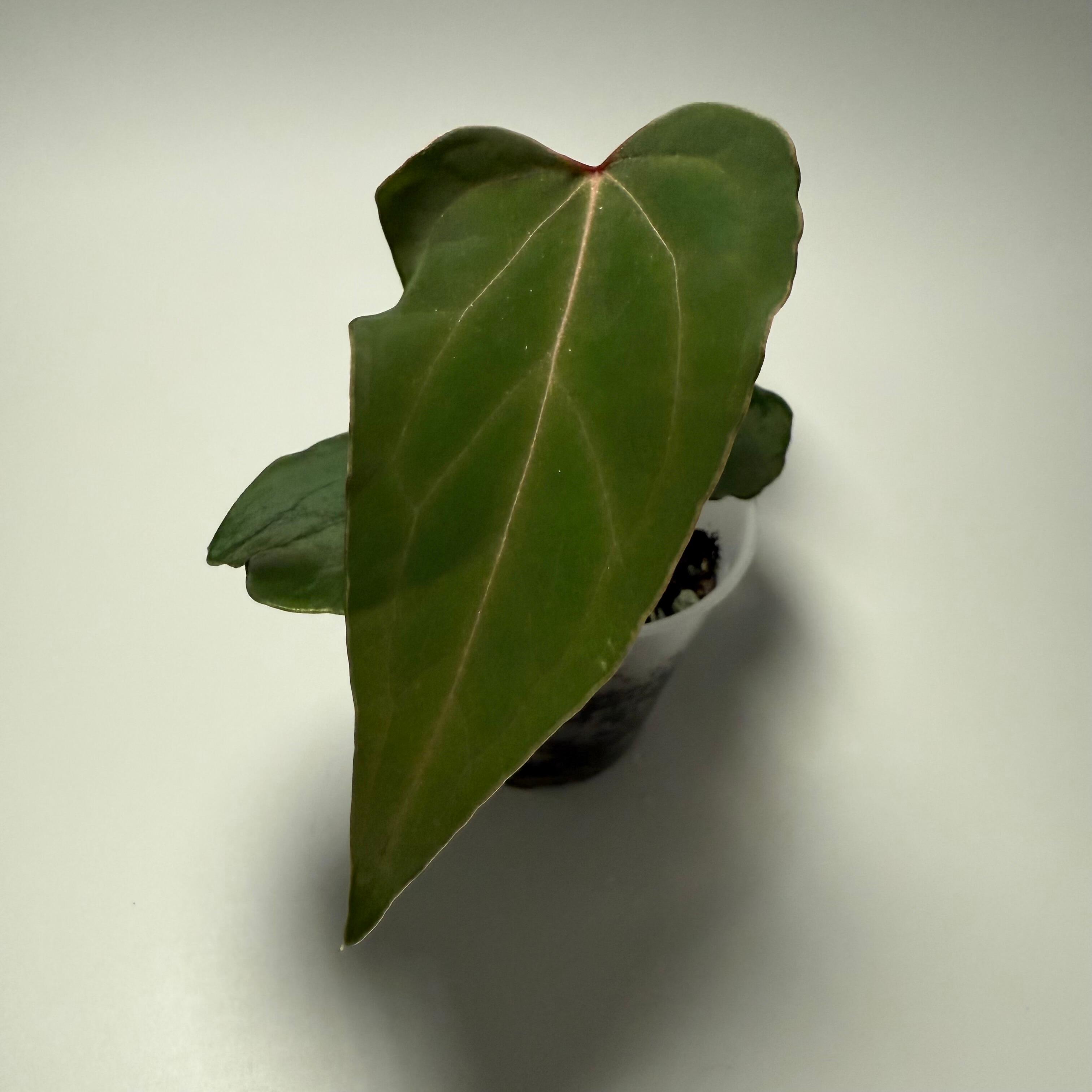 ハ*ロ様 Anthurium papi Ralph Lynam × Ft.She Anthurium papillilaminum 'Ralph Lynam' x self-nice seed