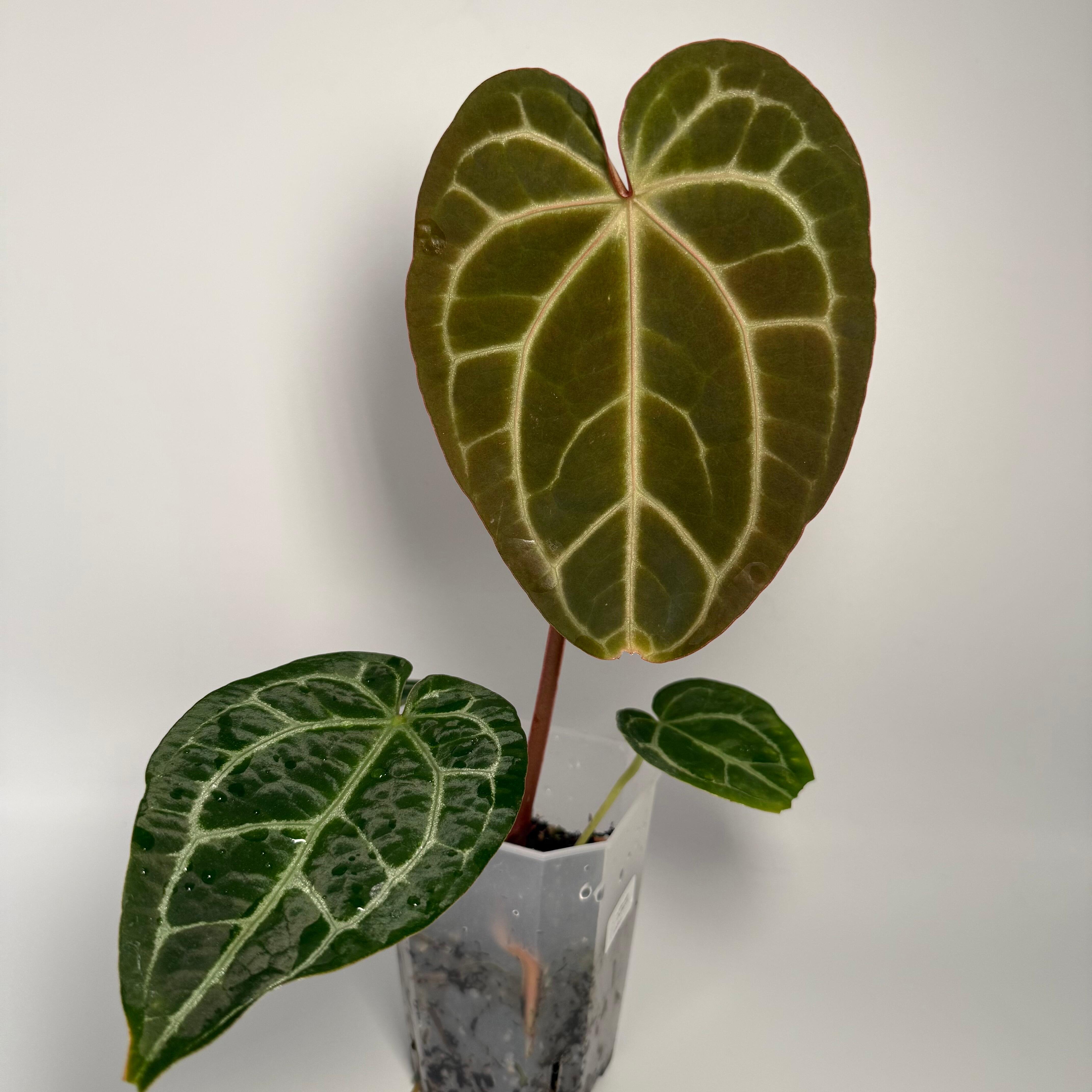 _Anthurium (FTG x self) x Doc Block f2