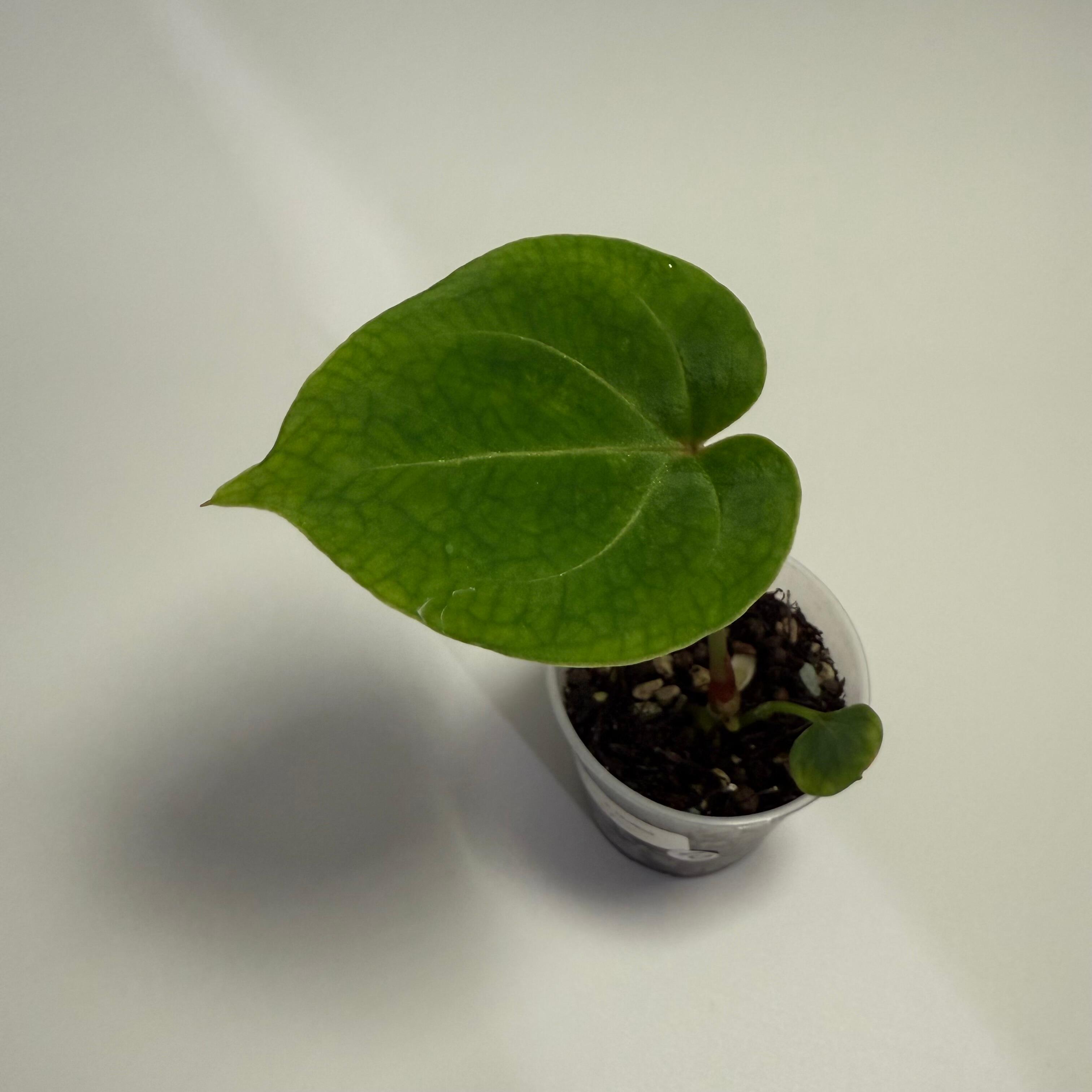 ハ*ロ様 Anthurium papi Ralph Lynam × Ft.She s-l400.jpg