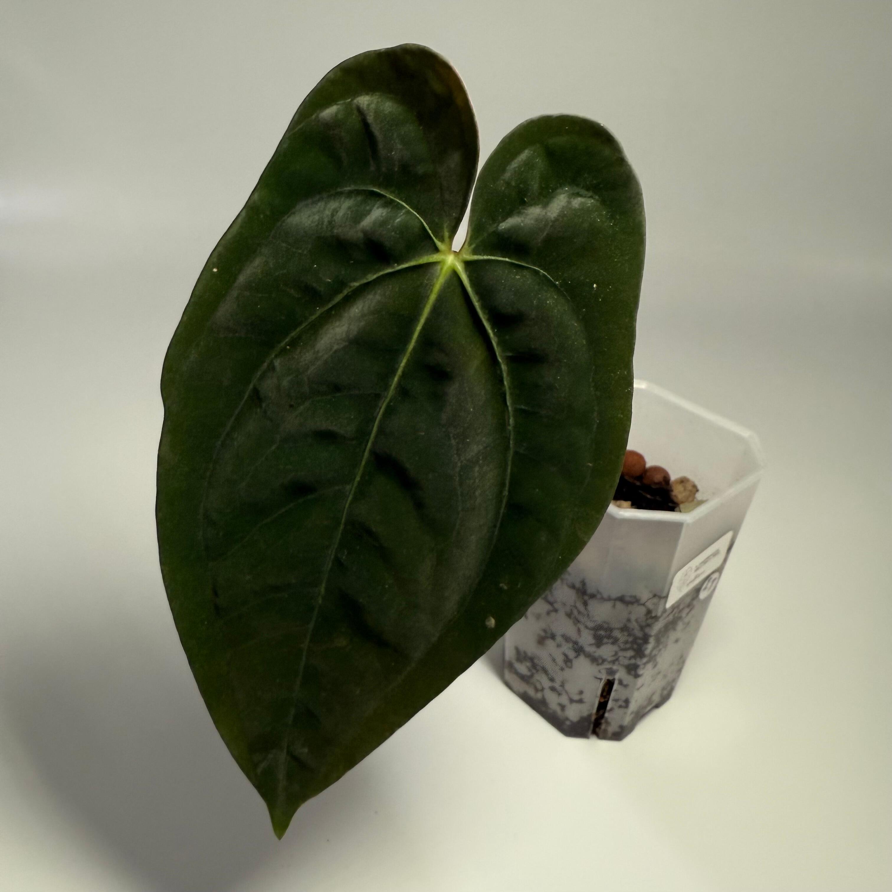 ハ*ロ様 Anthurium papi Ralph Lynam × Ft.She ハ*ロ様 Anthurium papi