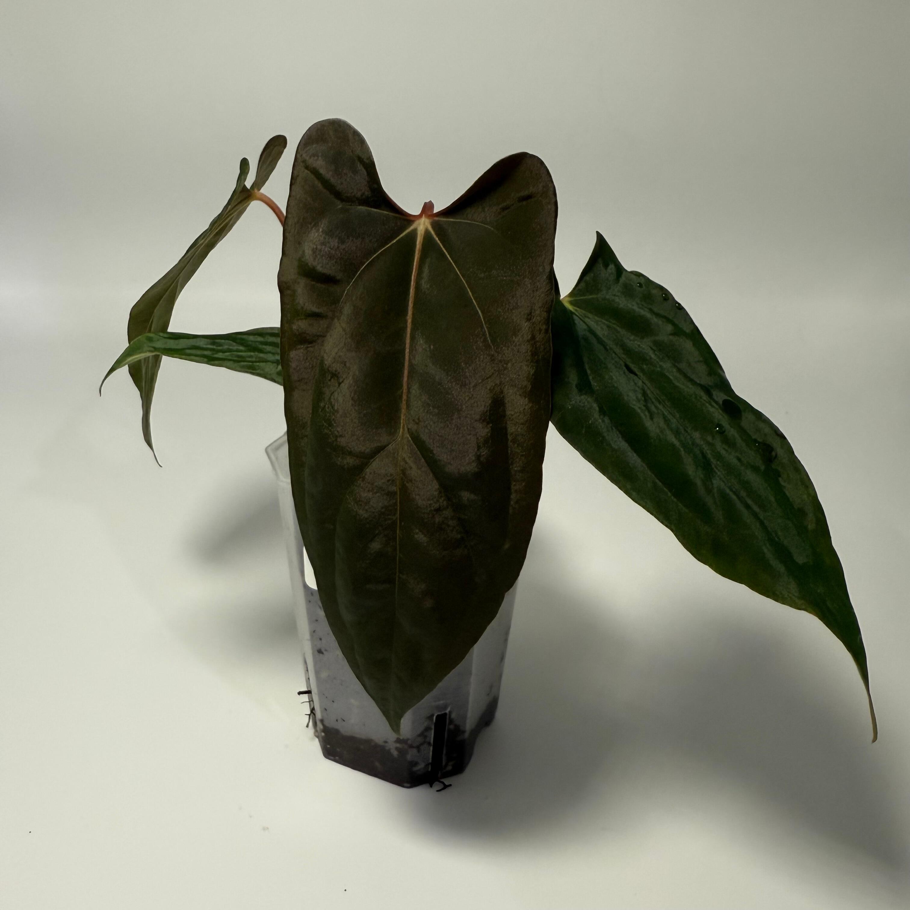 _Anthurium carlablackiae (GPH001 x self) x papillilaminum (RA5 x self)