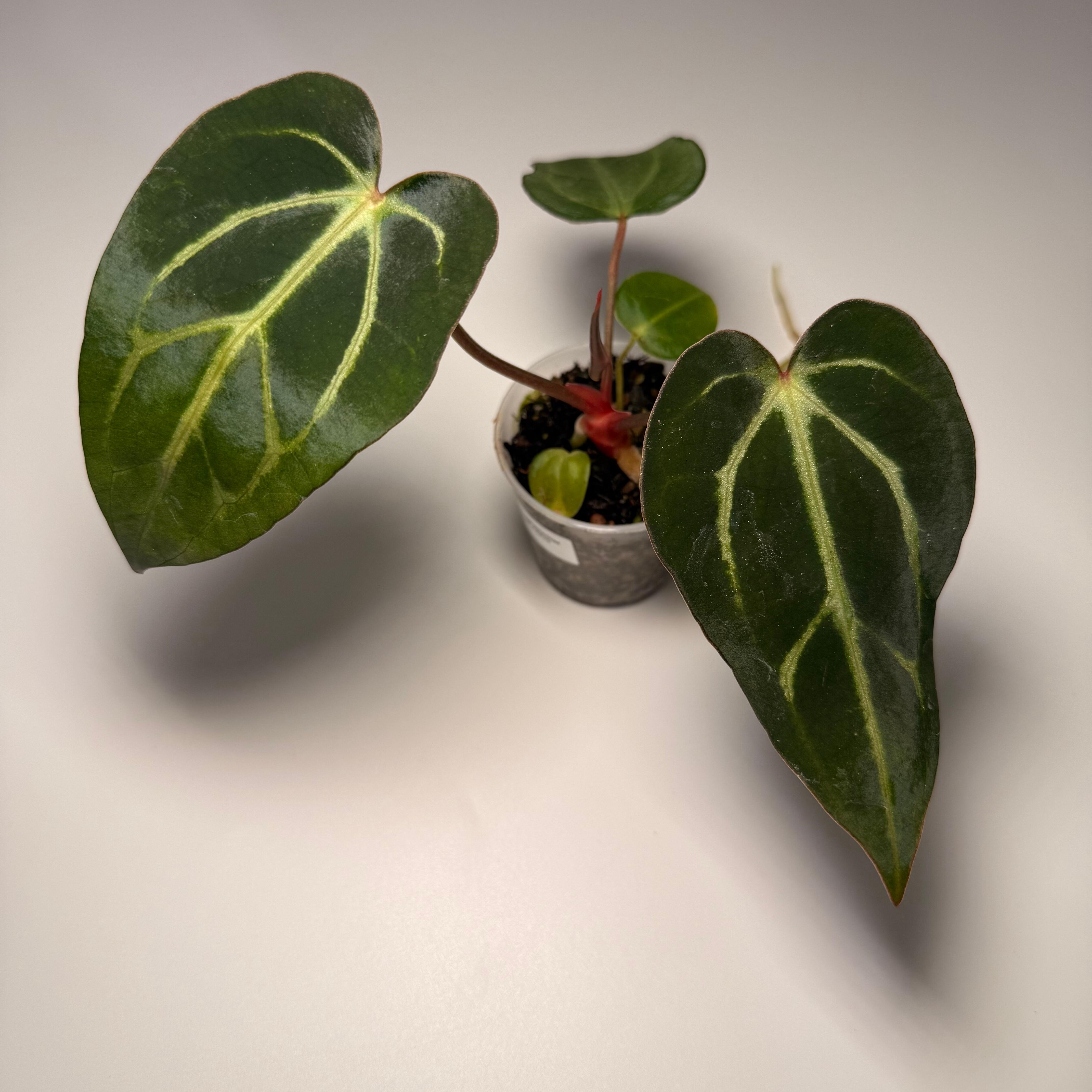 その他観葉植物 Anthurium Carlablackiae Anthurium Carlablackiae AU2 x AU1 – HappiestPlants
