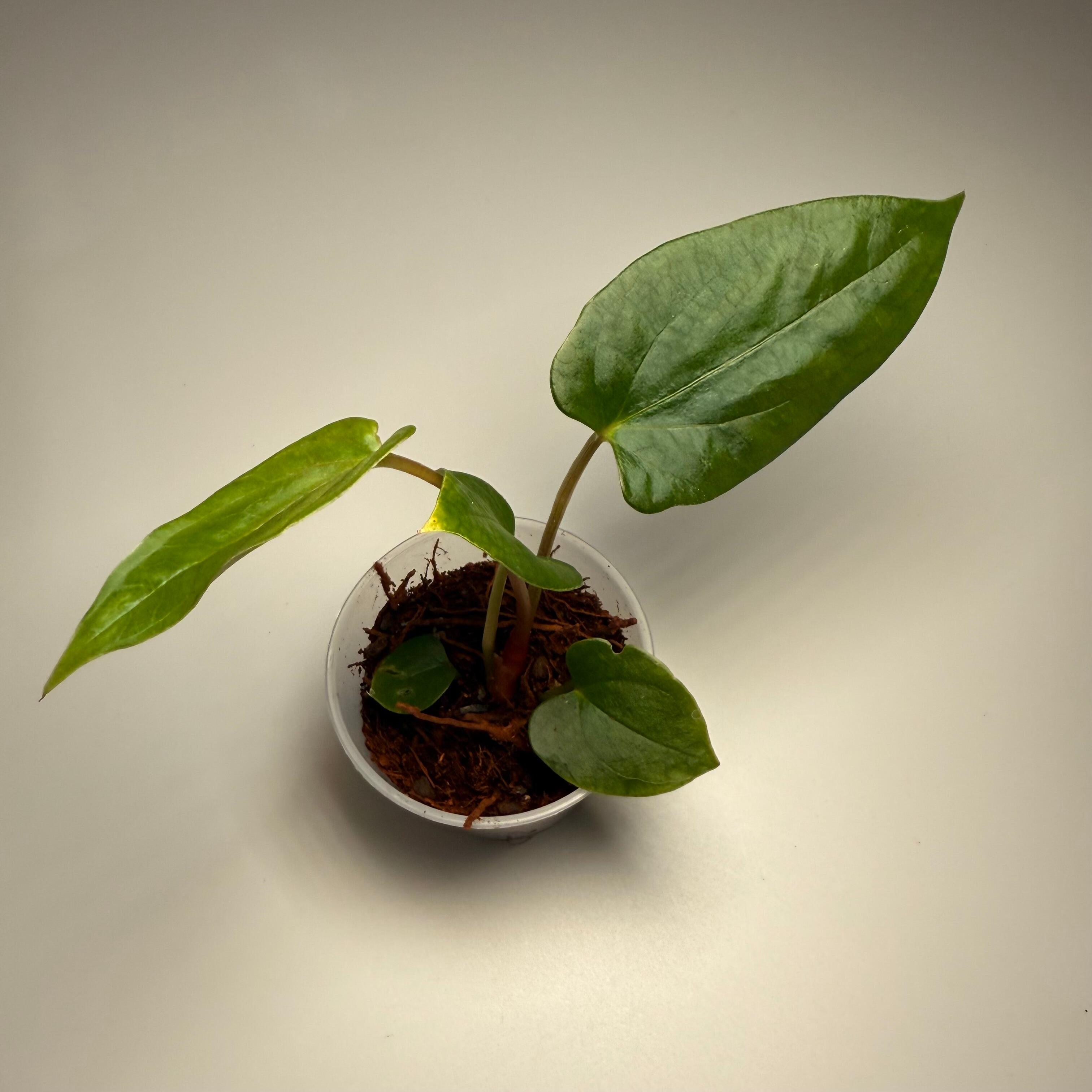 Anthurium (kunayalense x NSE port) x papillilaminum RLFS