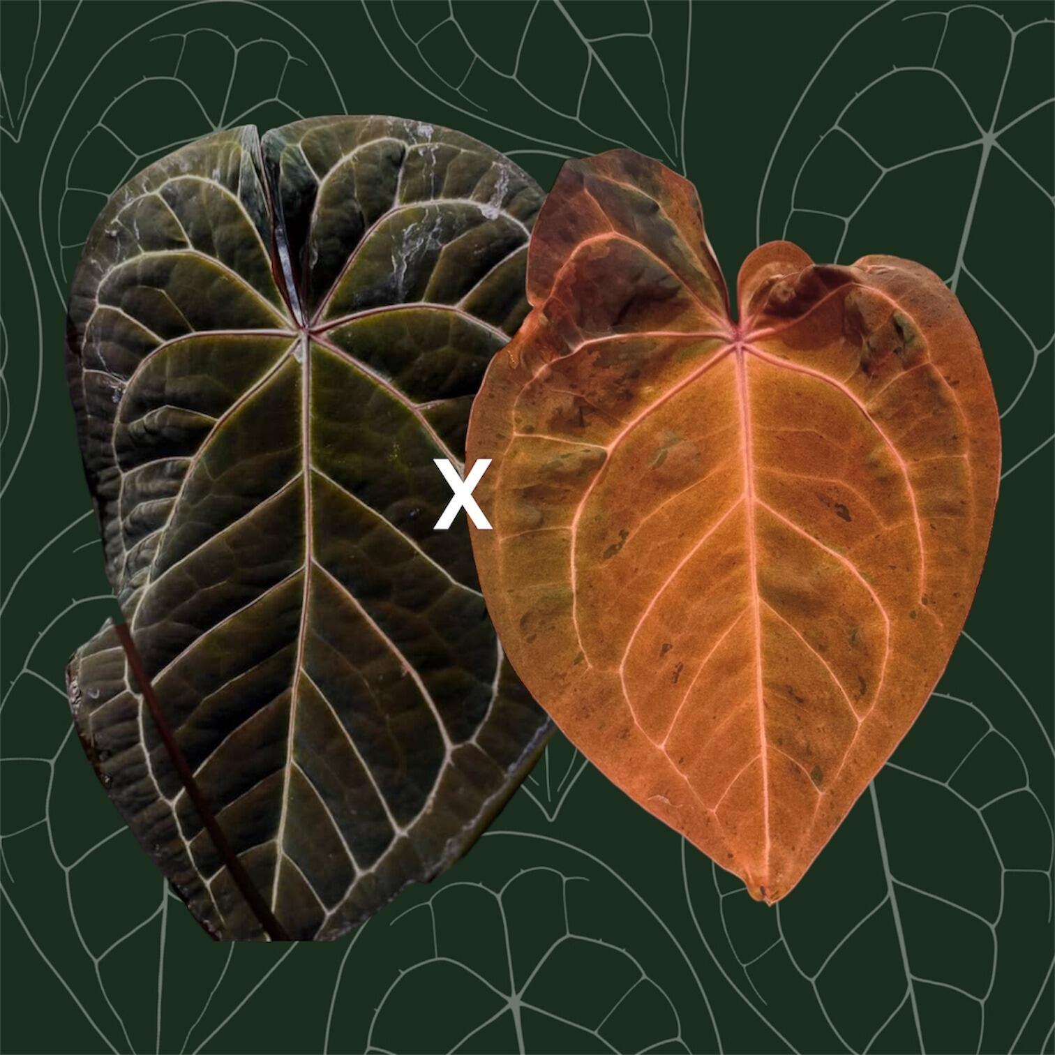 _Anthurium Ace of Purple x (Zara x Michelle)