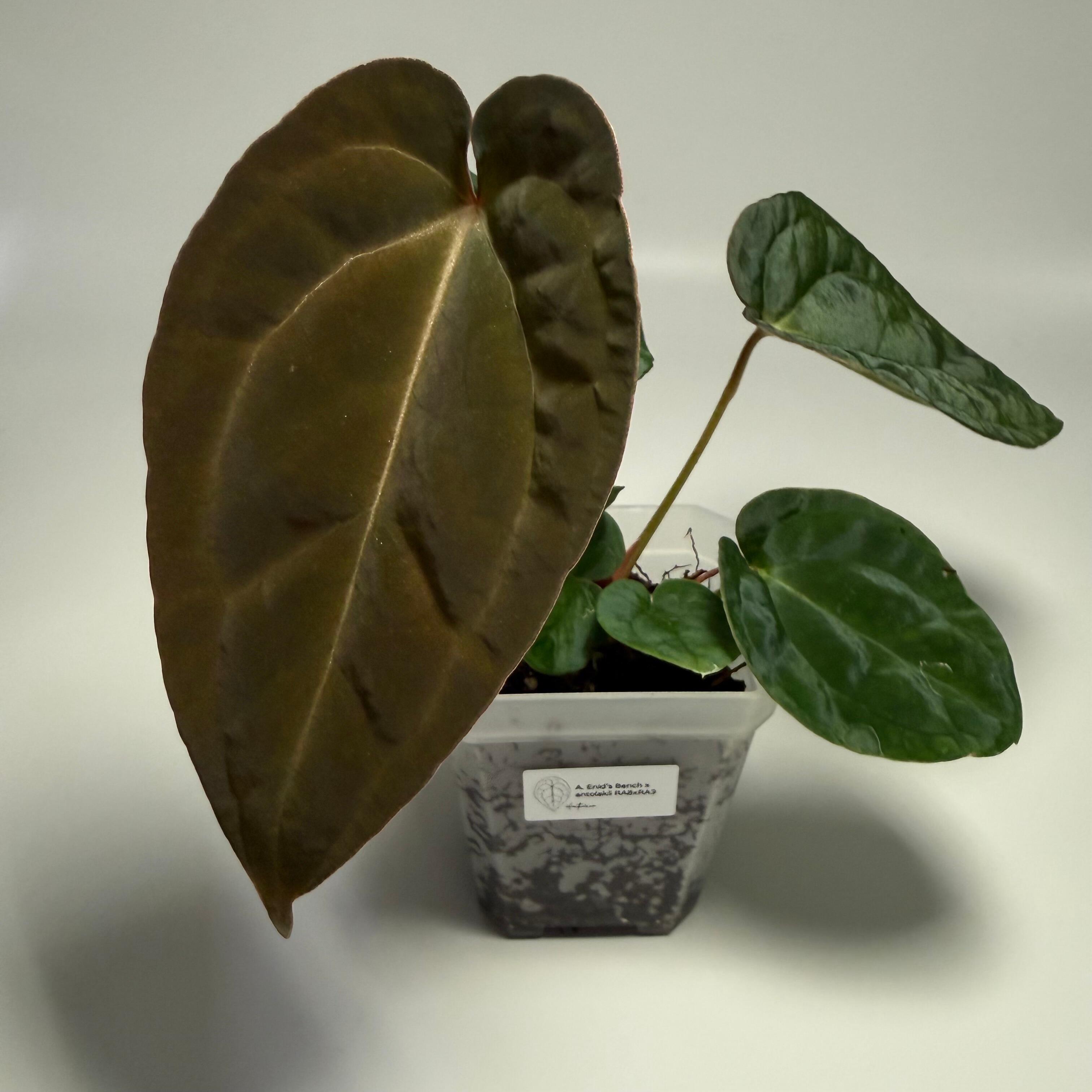 Anthurium Enid's Bench x antolakii / BVEP RA8xRA9