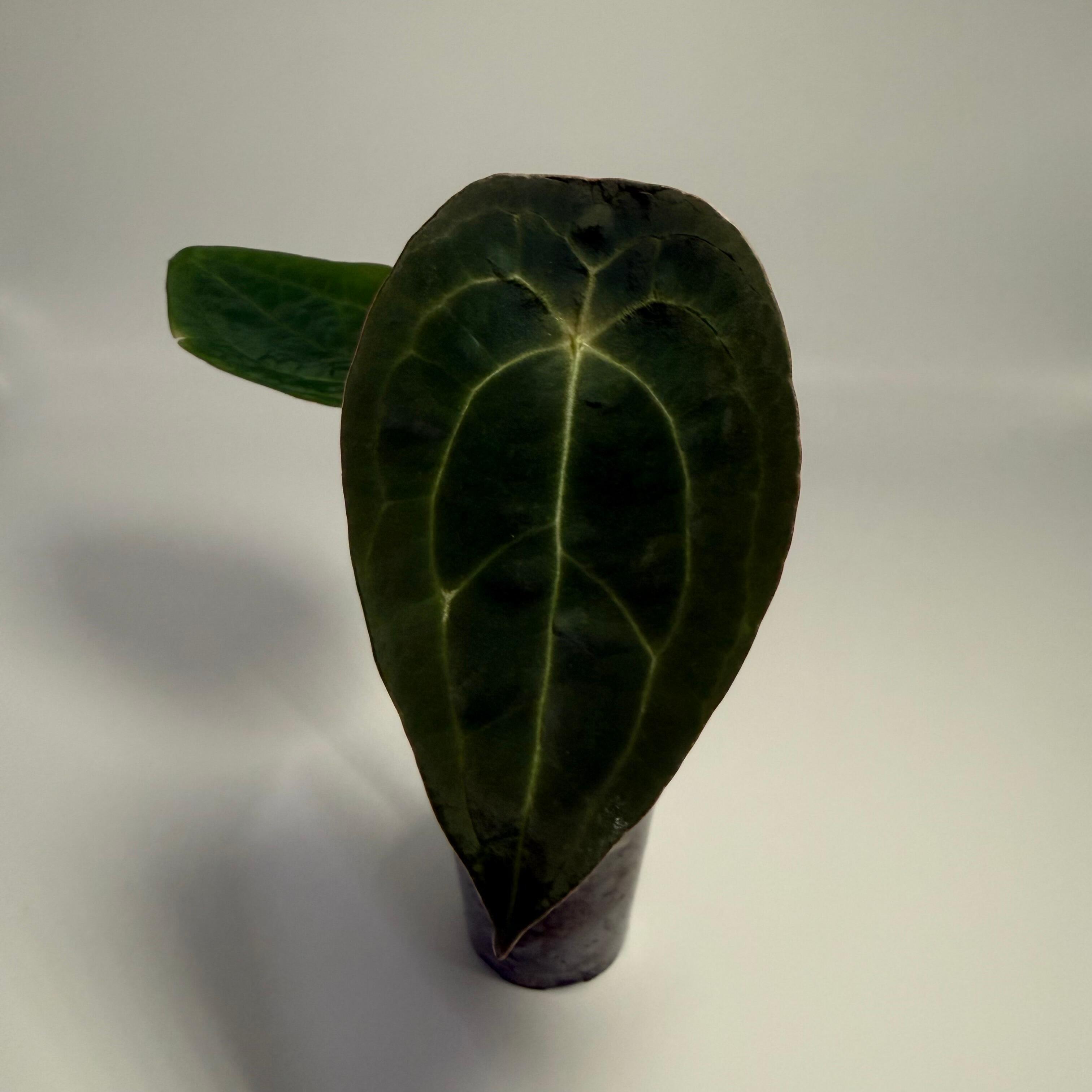 _Anthurium Velvet Mask (forgetii x papillilaminum)