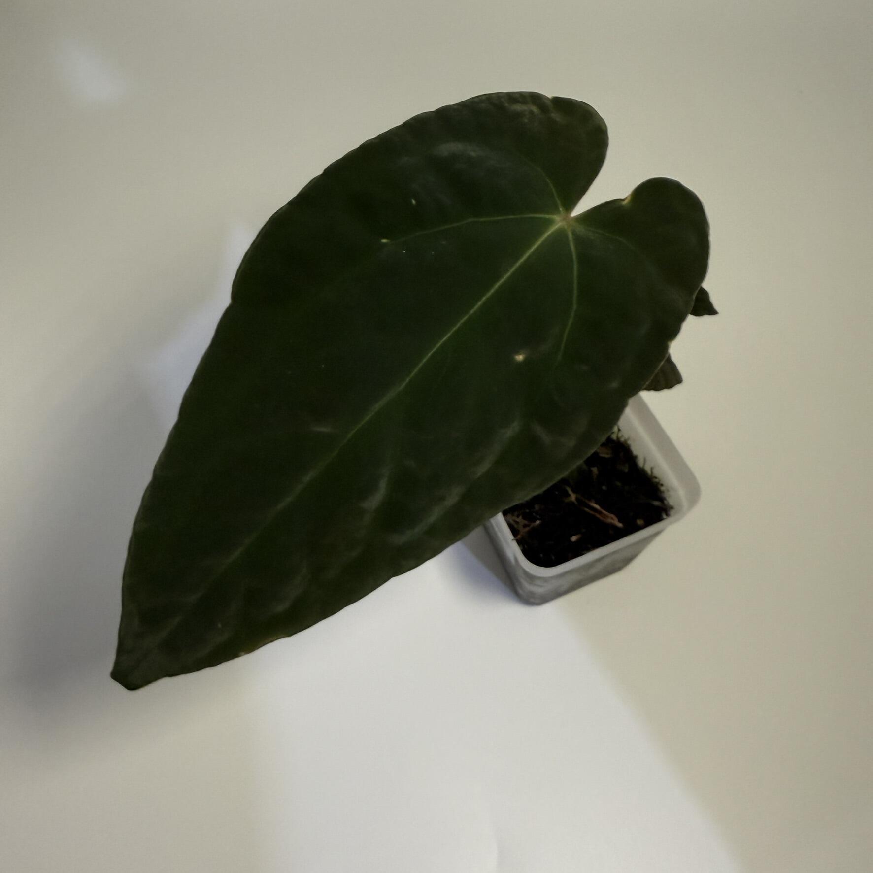 Anthurium AOS  Forgetii | Rare Hybrid for Collectors