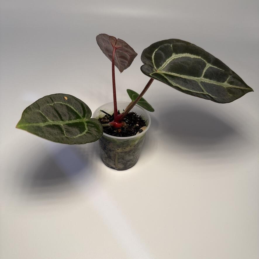 _Anthurium carlablackiae [OG4 self x Scott]