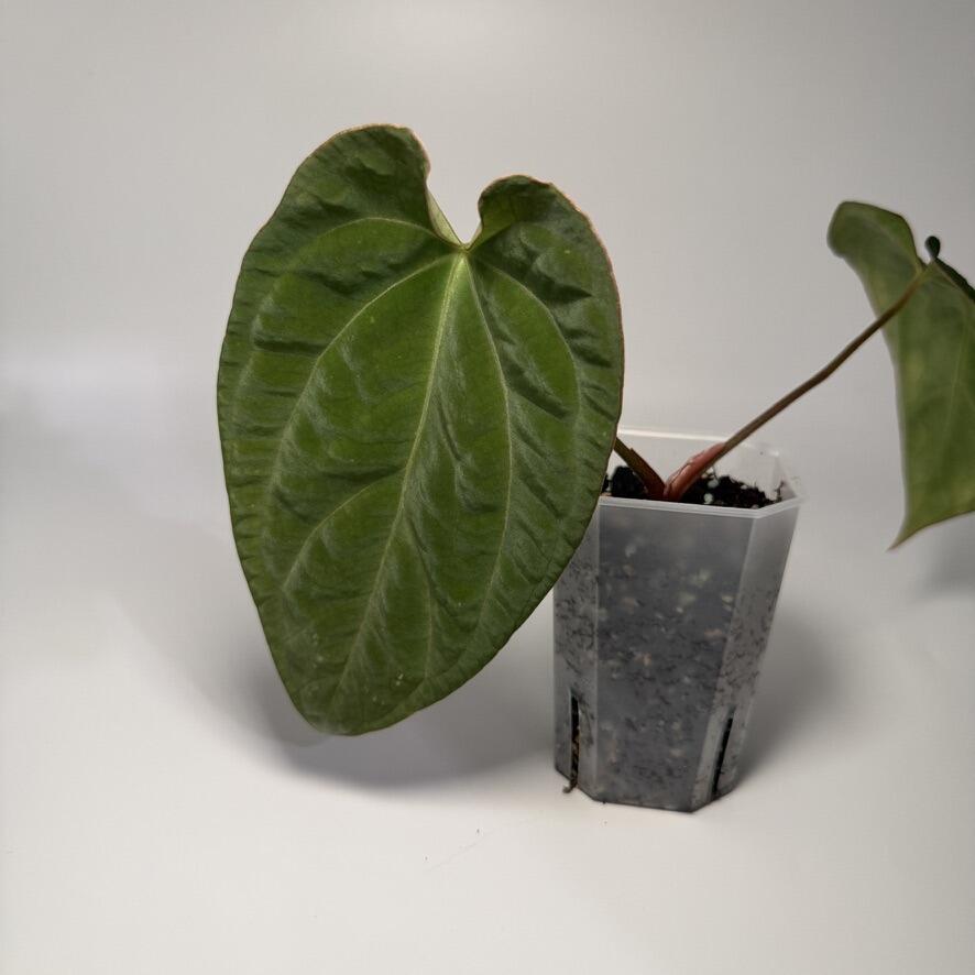 _Anthurium Ace of Purple x (Zara x Michelle)