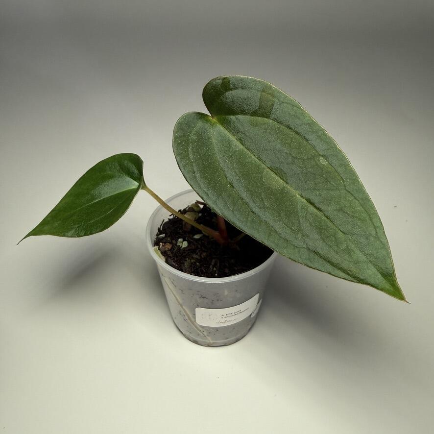 _Anthurium carlablackiae (GPH001 x self) x papillilaminum (RA5 x self)