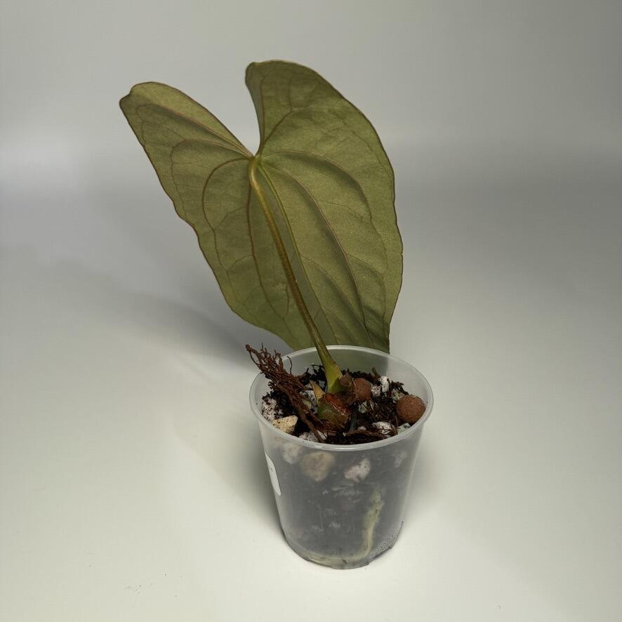 A.Papillamiuum FortSherman Self斑入り Anthurium papillilaminum Fort Sherman x self