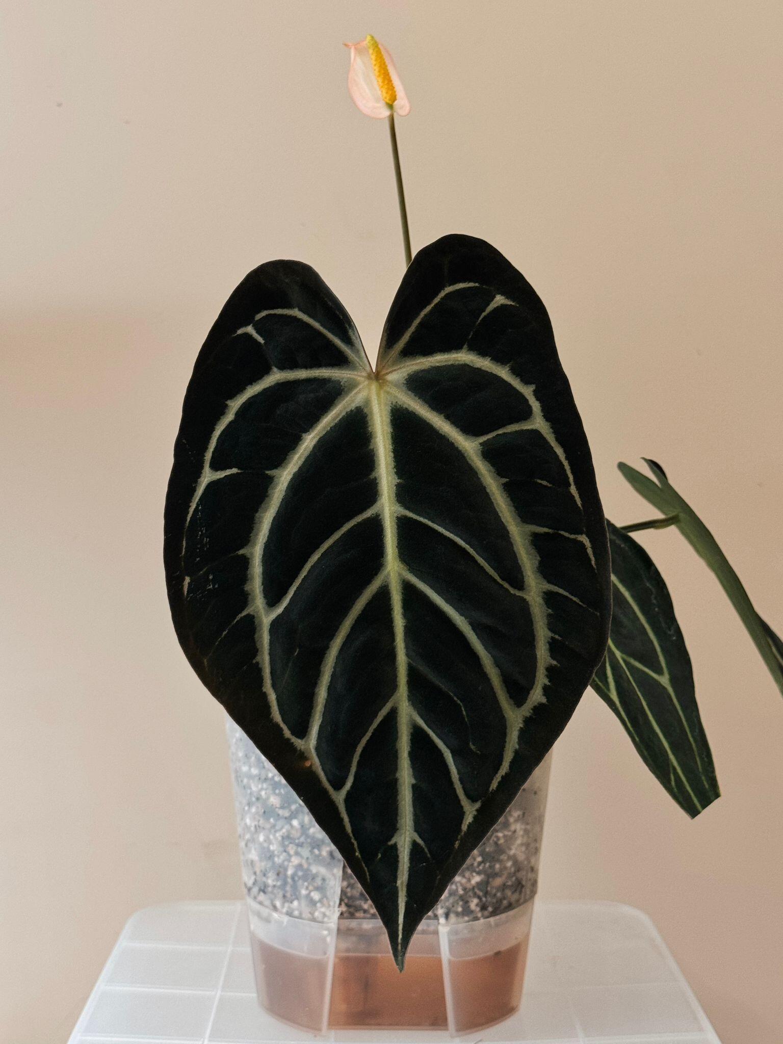 Anthurium carlablackiae [(round x GPH001 #1) x GPH001]