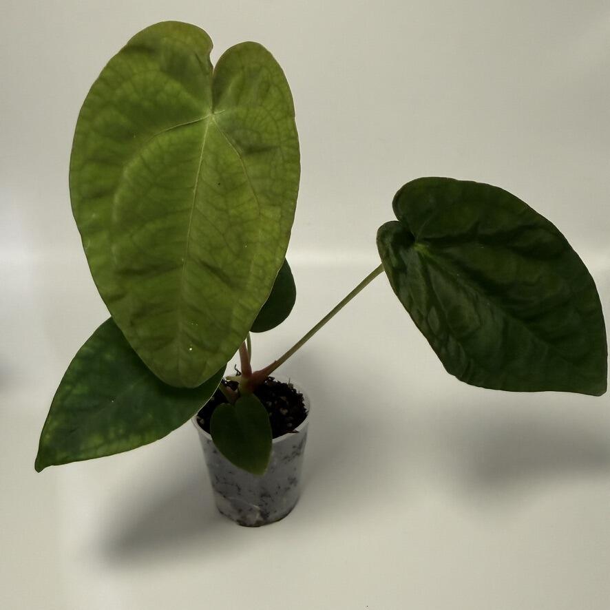 anthurium warocqueanum dark form Anthurium Warocqueanum Mature plant 1 pcs. ( Pot 3")  TINYPLANT1681 TC