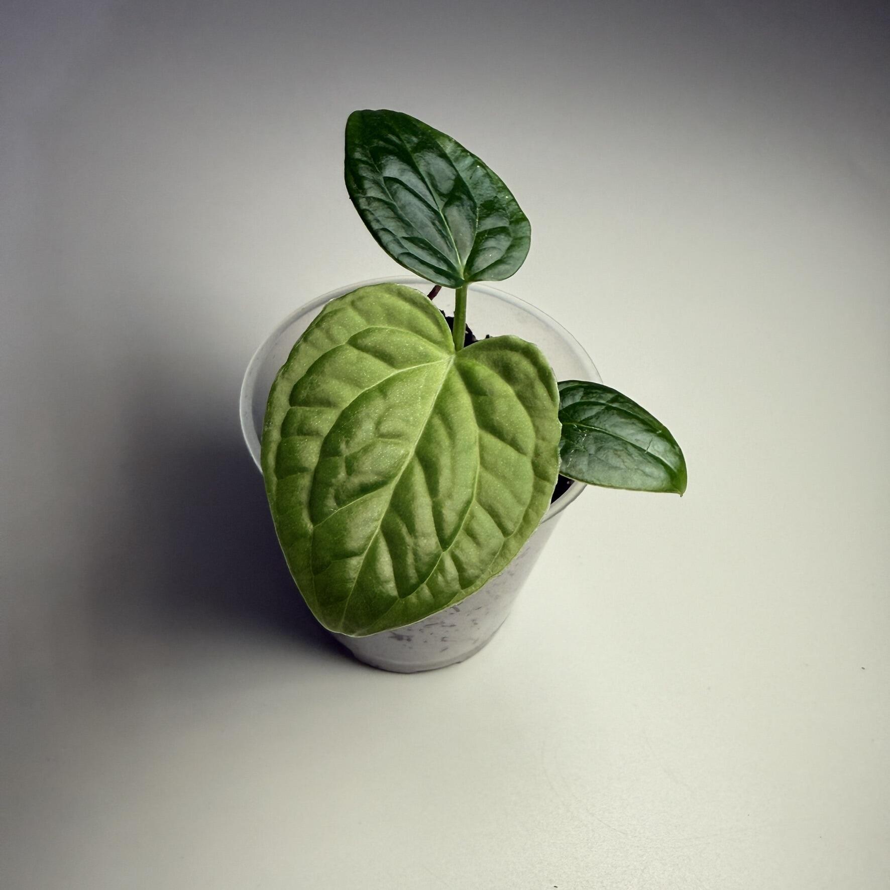 Anthurium subsignatum
