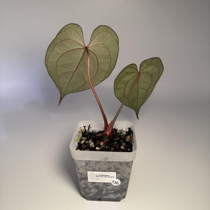 Anthurium carlablackiae x Red Vein Dark Phoenix AKA RVDP