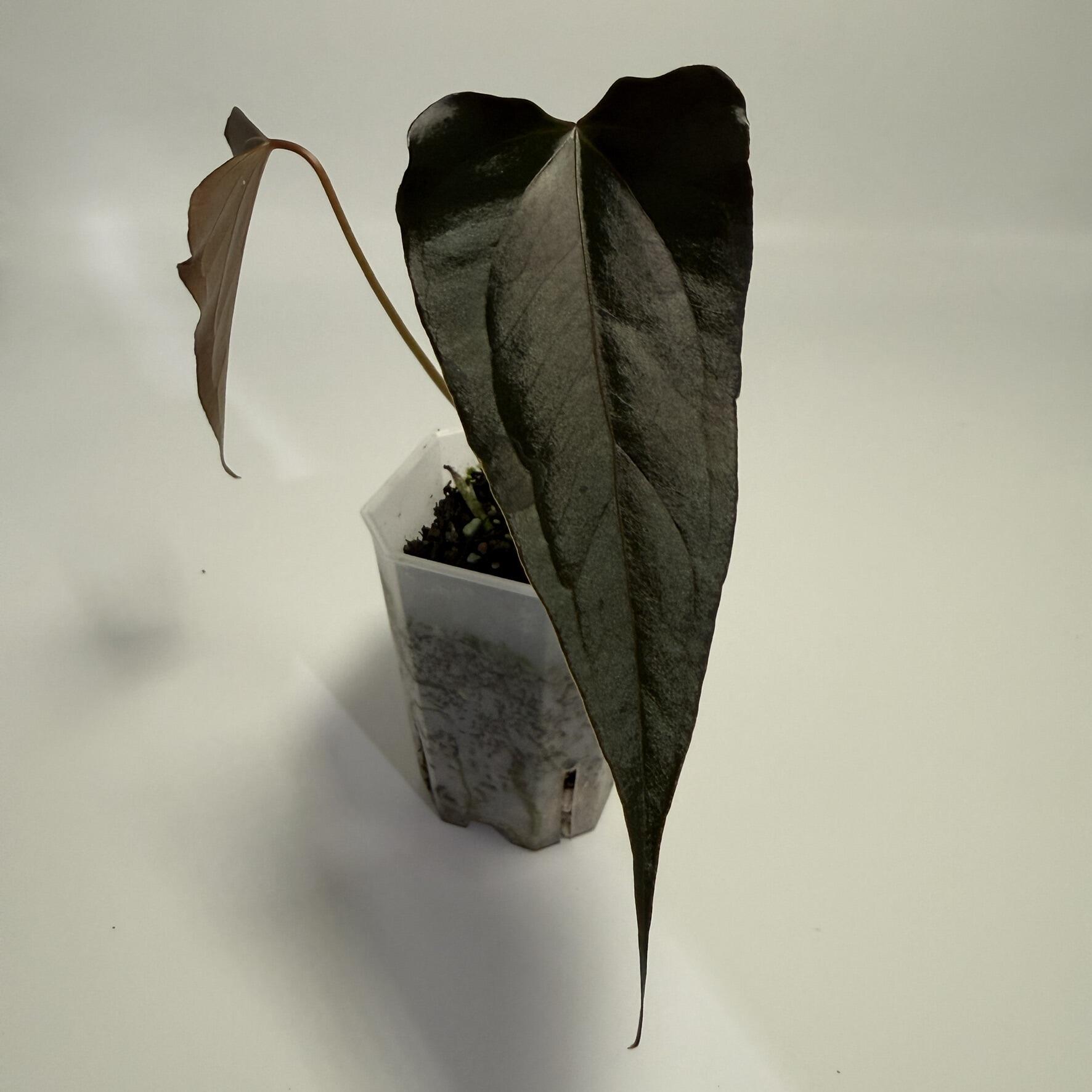 Anthurium Black Sweet x warocqueanum