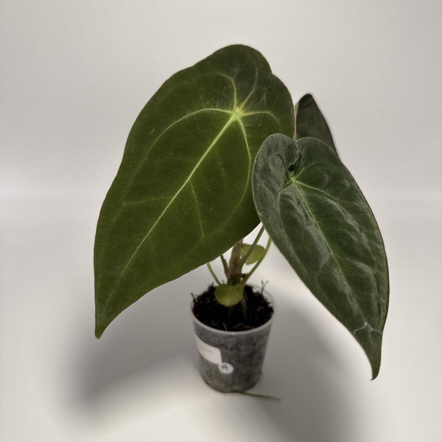 _Anthurium (X1 x self) x (Goliath x RVDP)