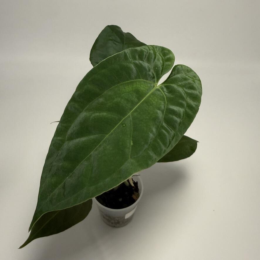 Plant B