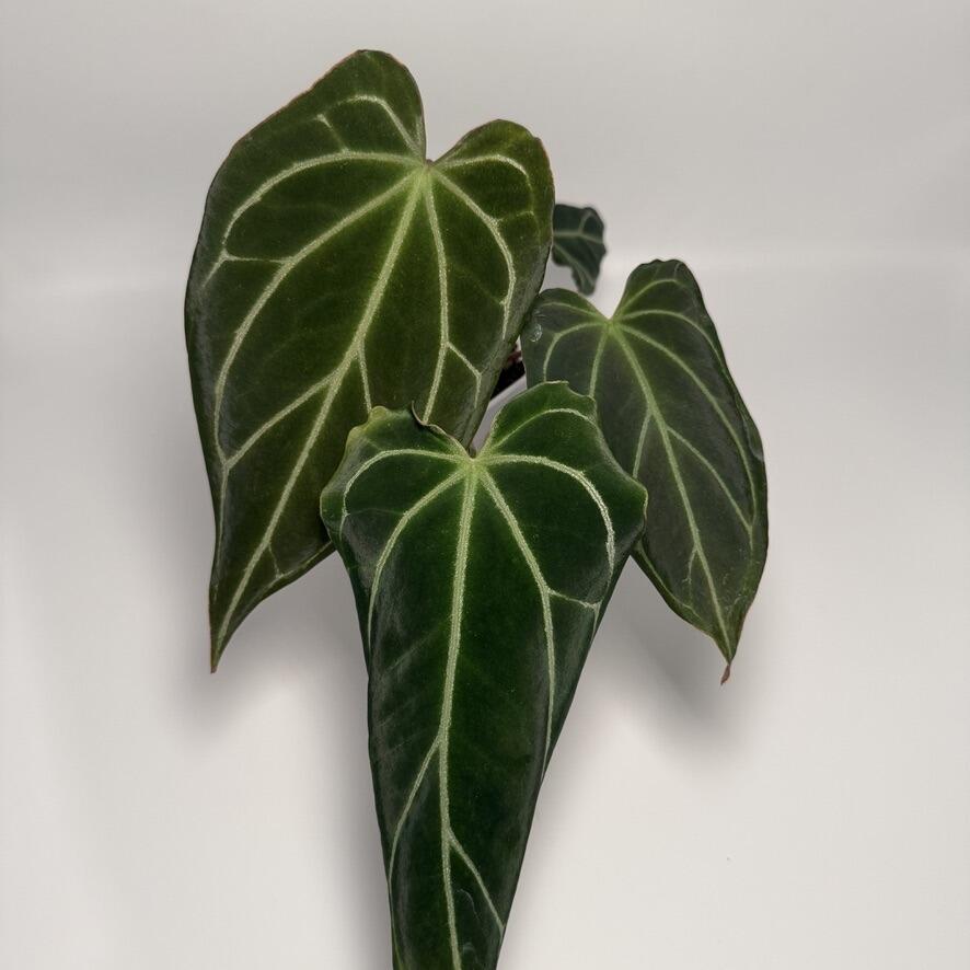 _Anthurium antolakii AKA BVEP (RA8xRA9 x Blackwell)