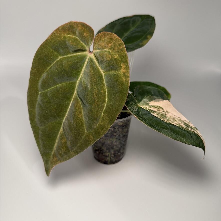 _Anthurium papillilaminum (FSRL x [FS x self]) x RA6