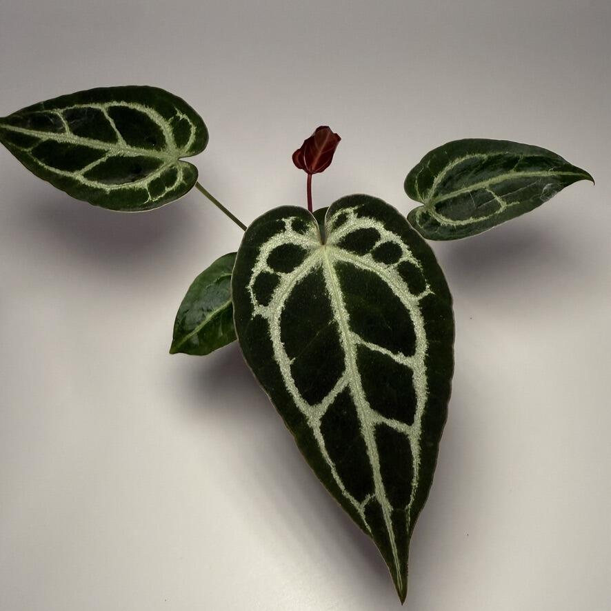 _Anthurium (FTG crystallinum x Red Crystal?) x open