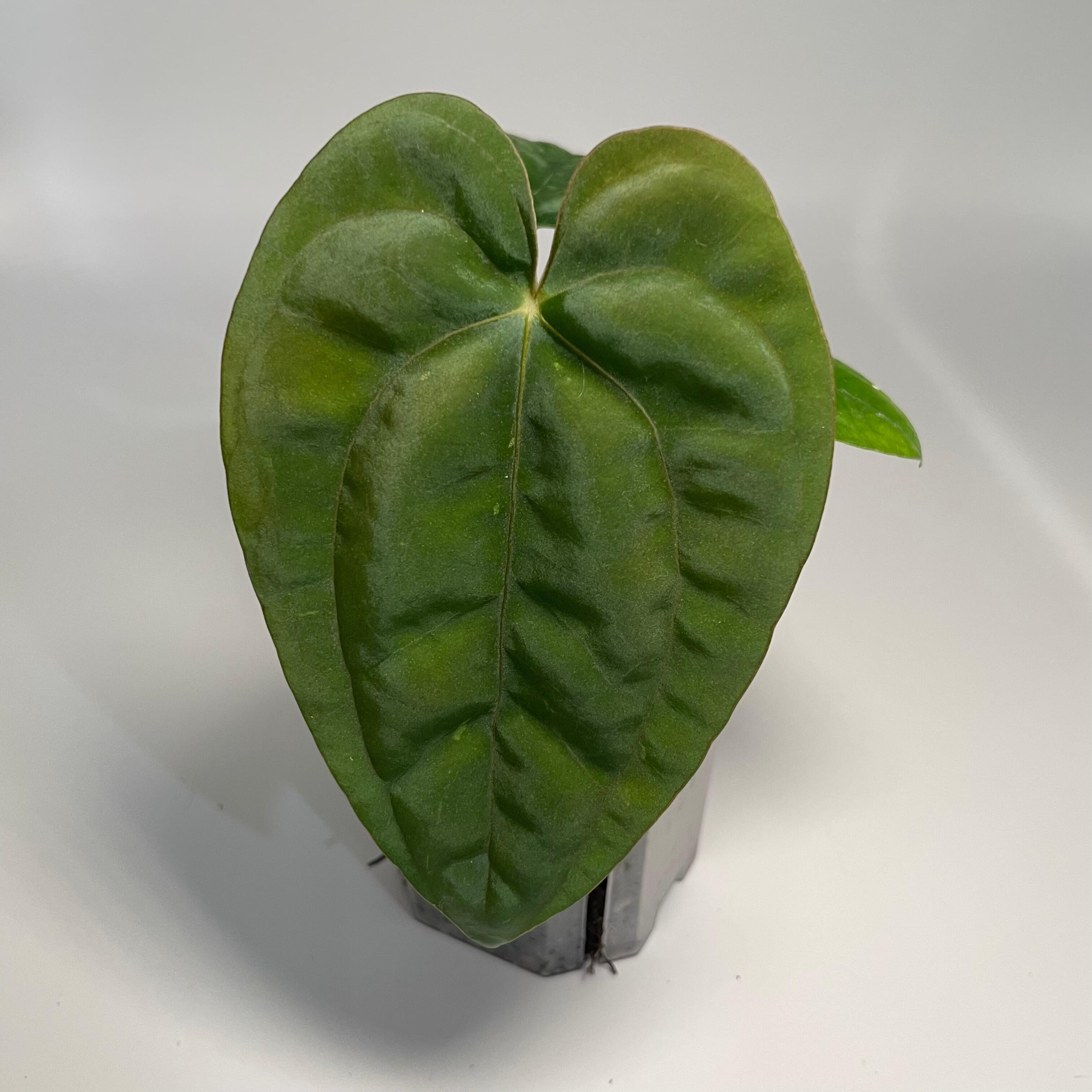 Anthurium papillilaminum RA6 x dressleri PM2