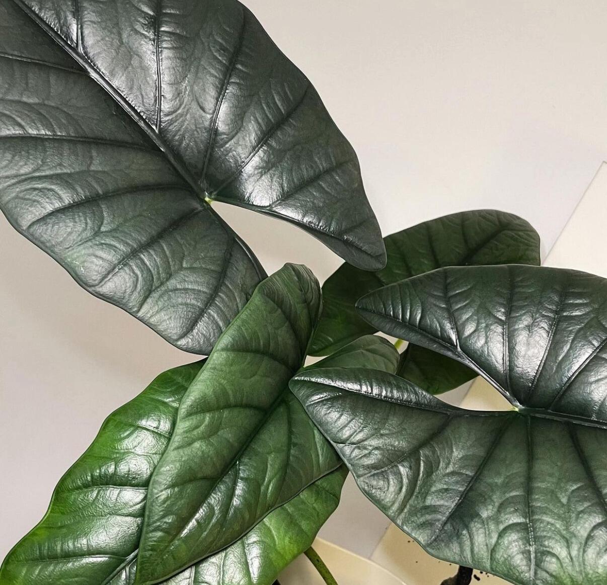 Mother plant