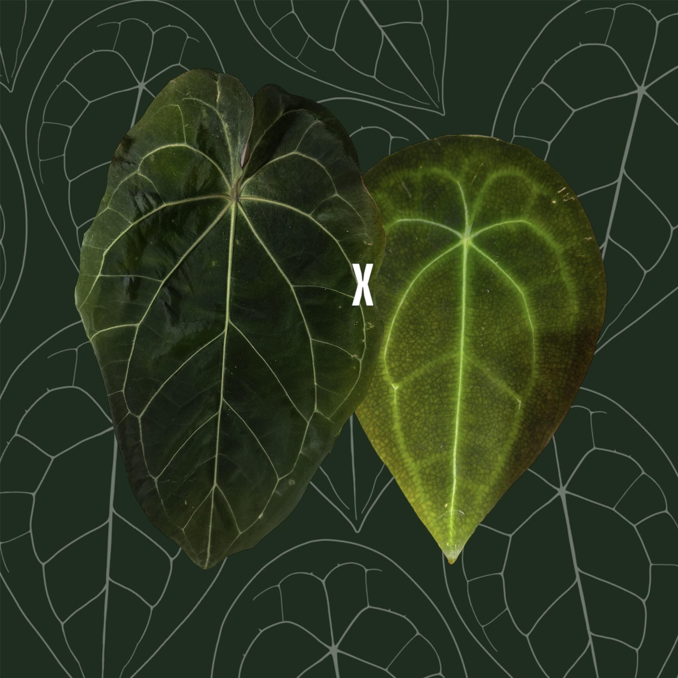 Parent plants
