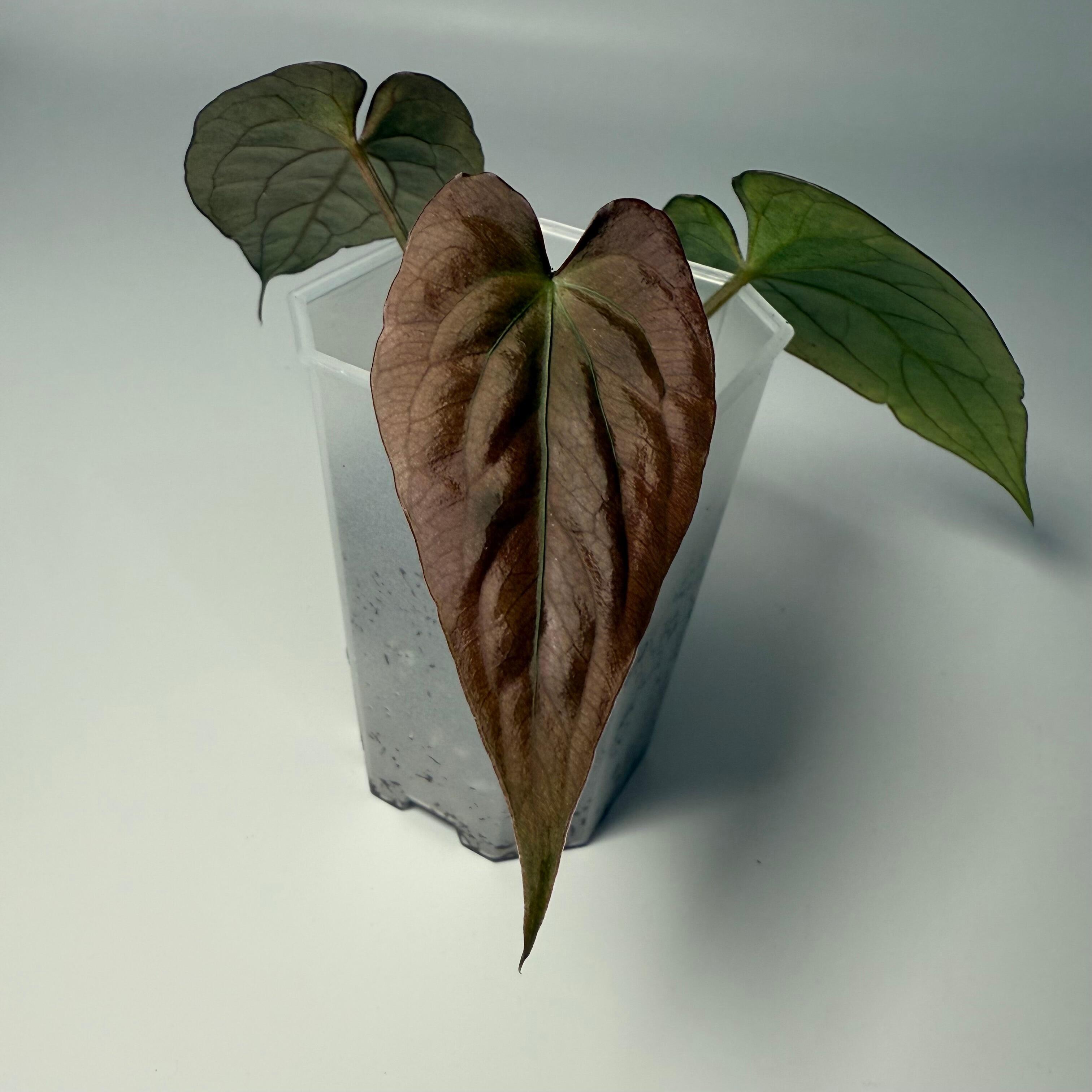 Plant for sale
