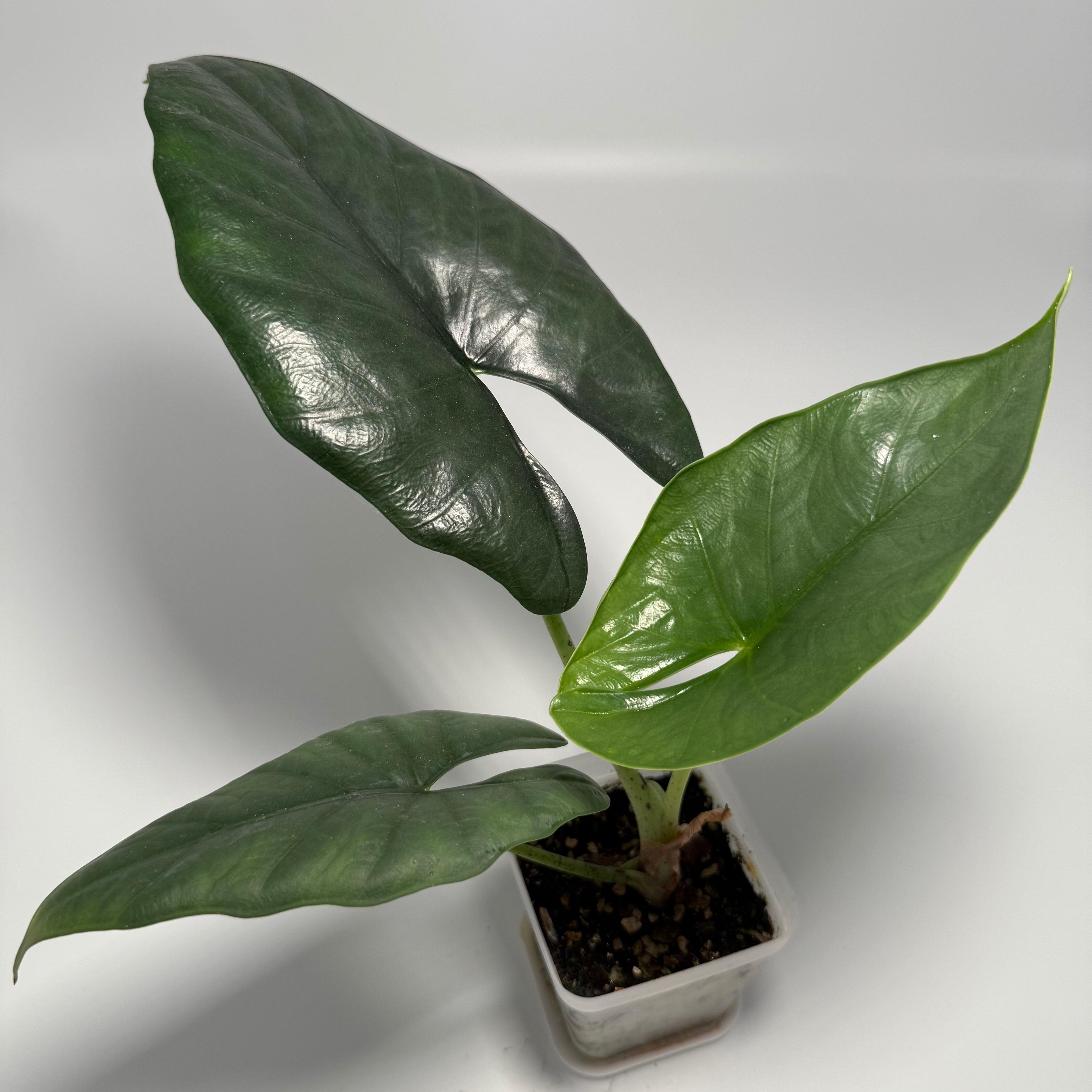 Plant for sale