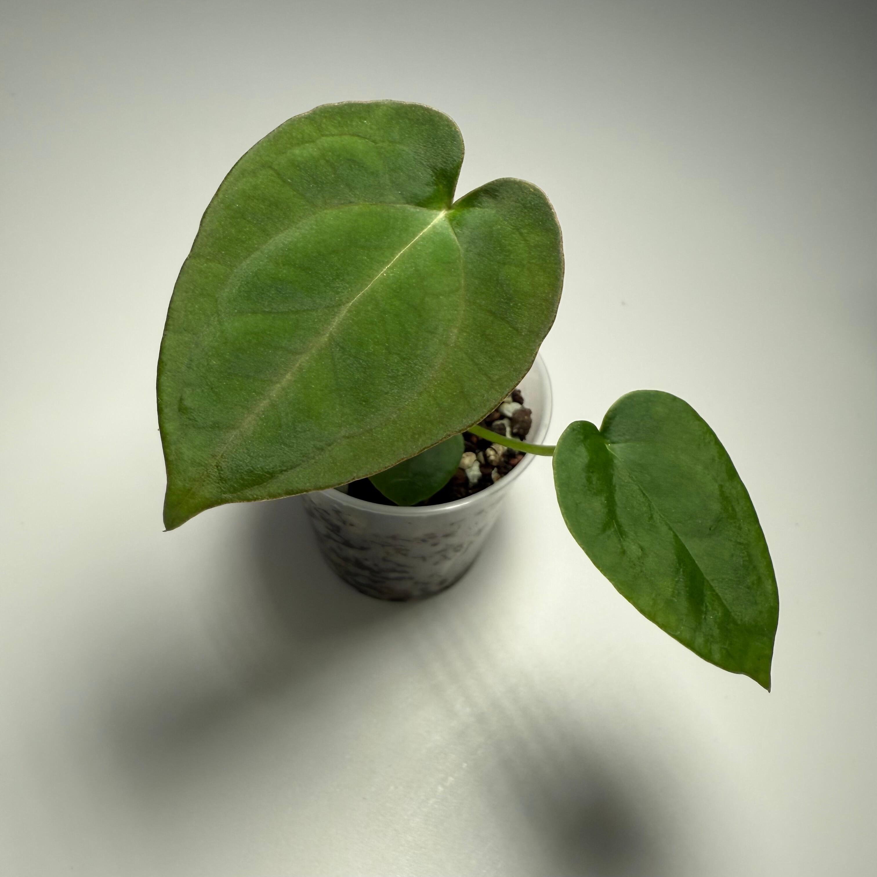 Plant B