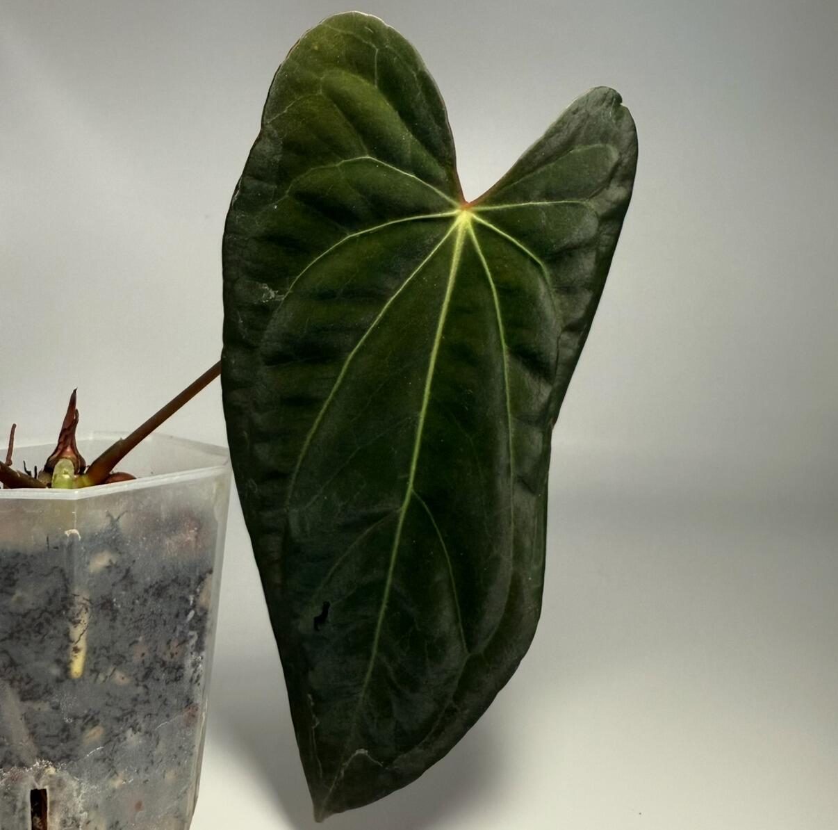 Top cut from the same plant - NFS
