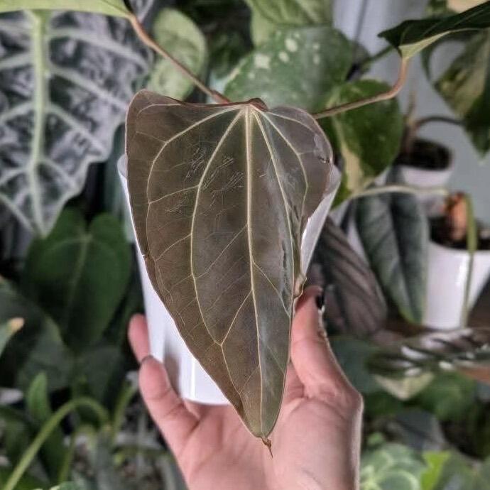 Example from previous batch