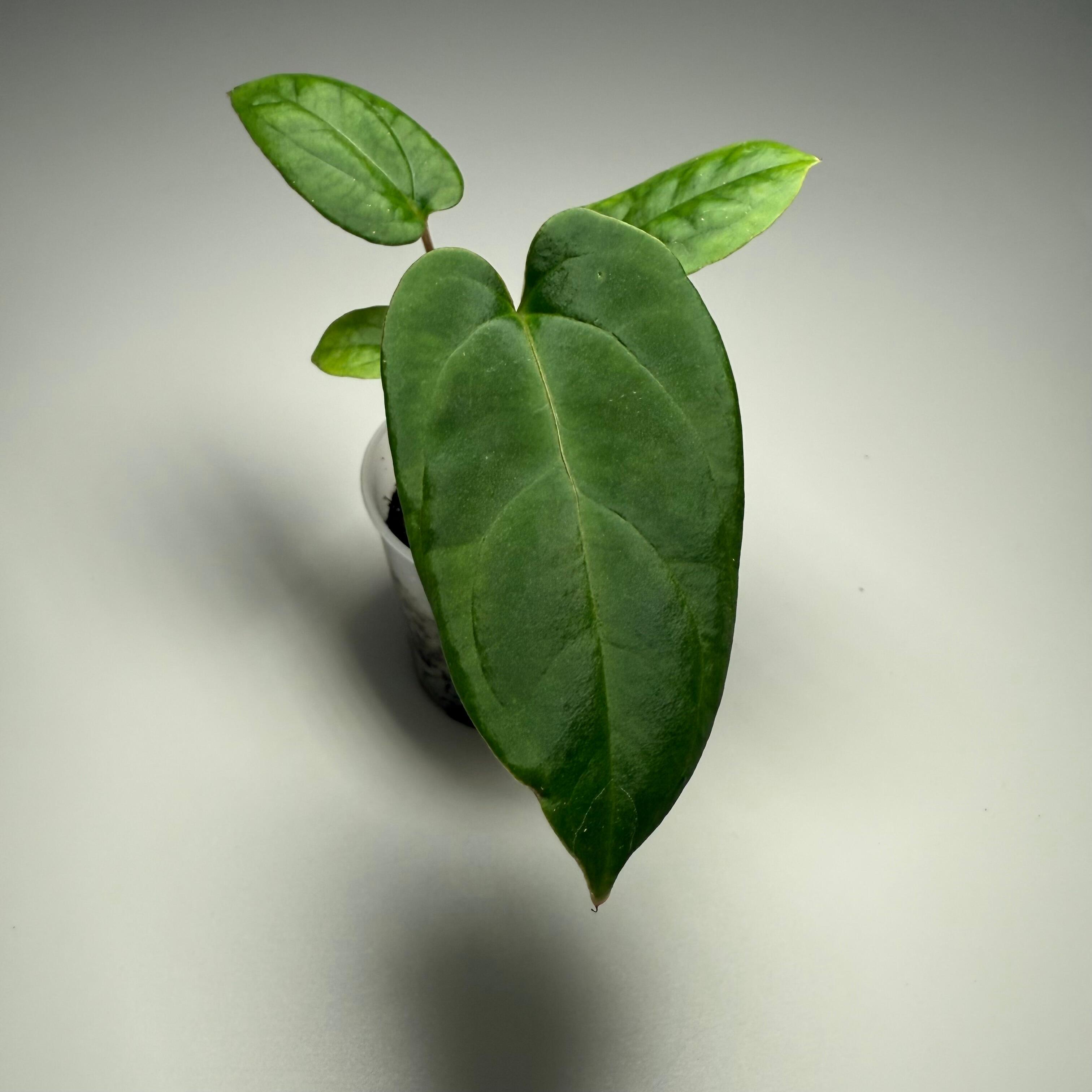 Anthurium papillilaminum Fort Sherman x self