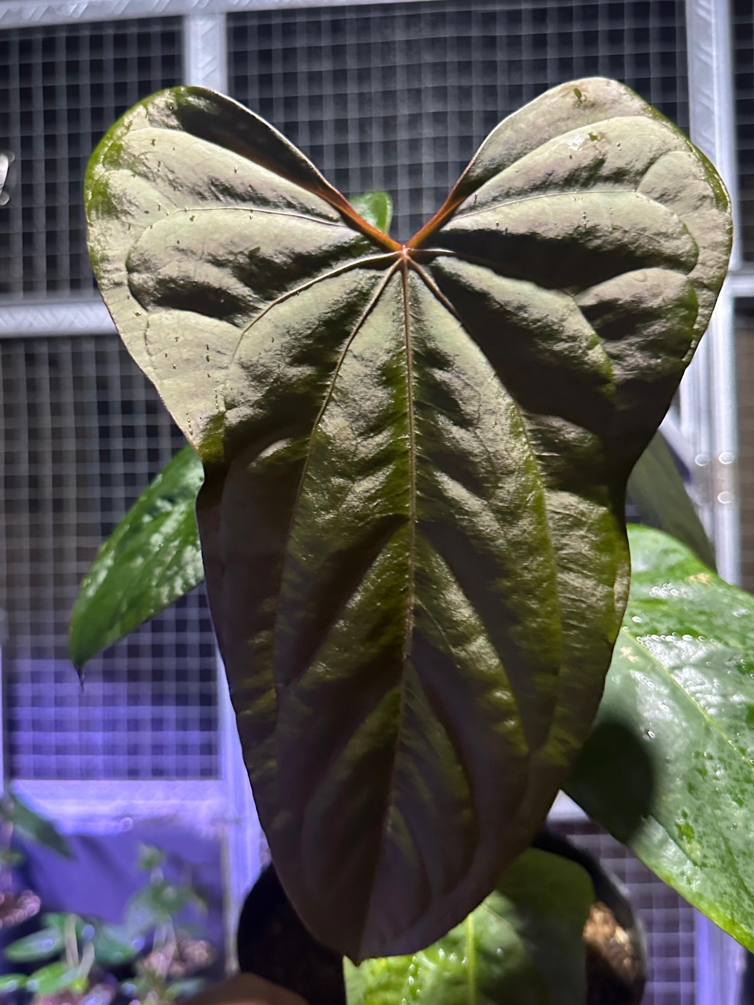 _Anthurium (Indo port x Blue Pap) x self